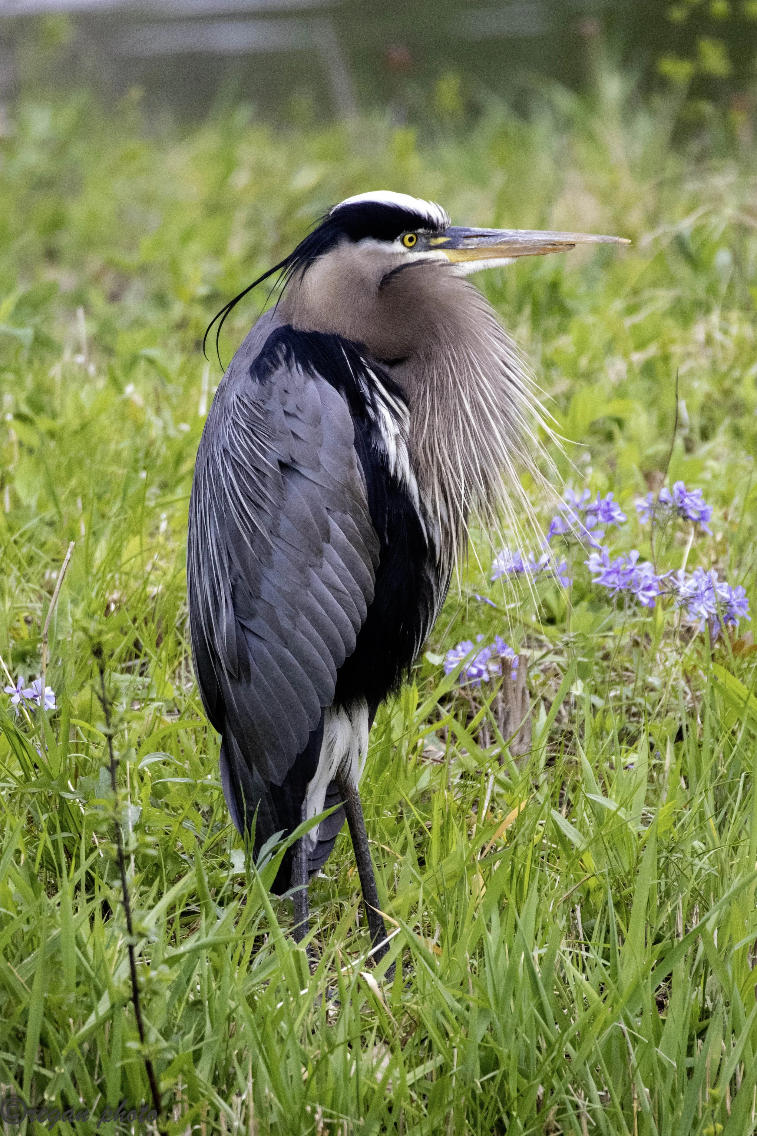 Blueheron2 (28) - edit edit.jpg