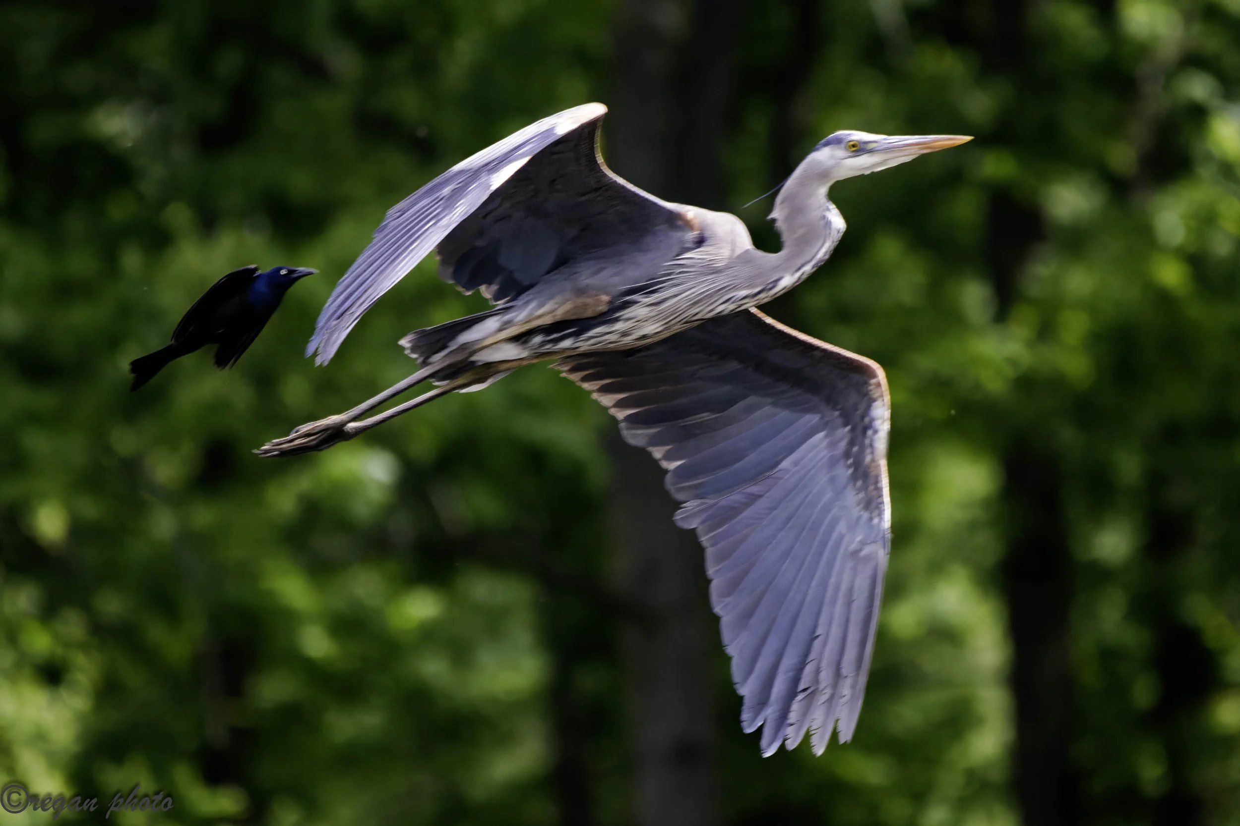 Flying heron-58 edit.jpg