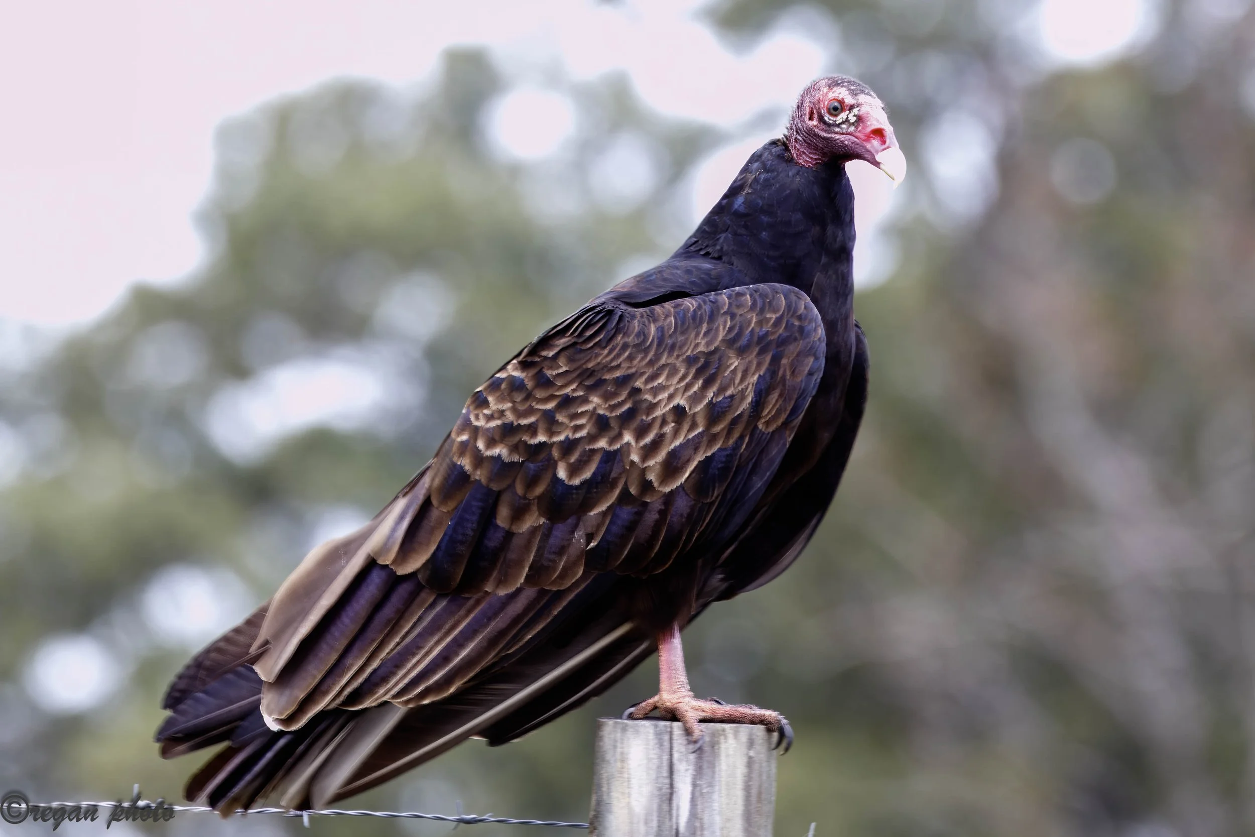 Mitchell Mill (10).jpg