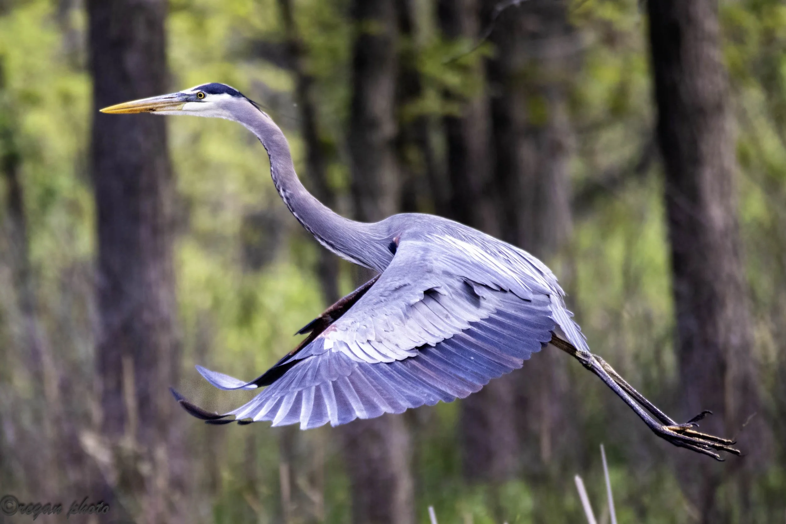 Heron Flying (26) - edit edit.jpg