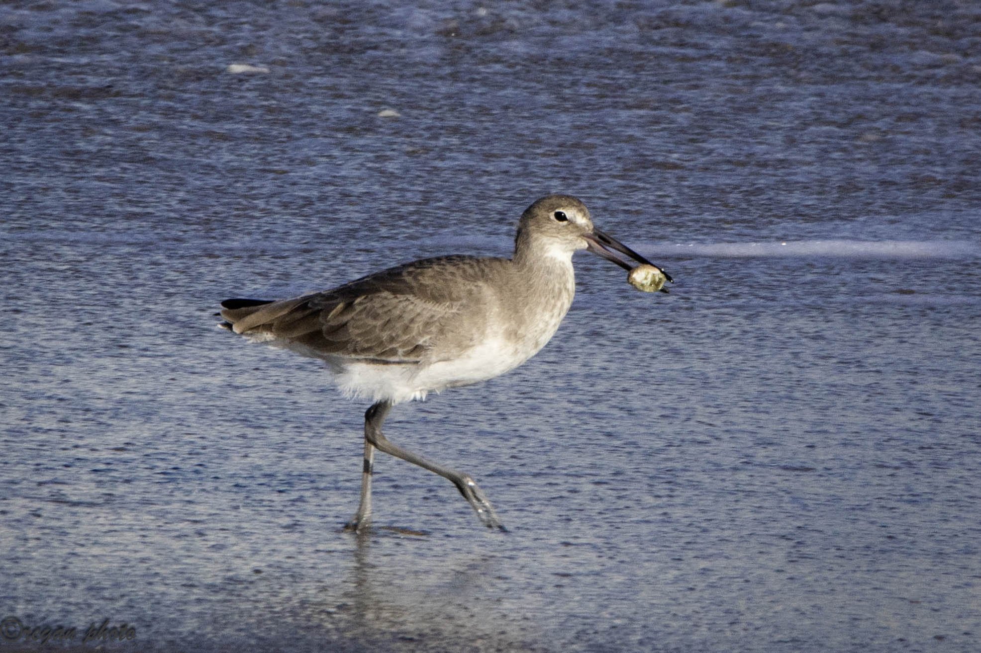 SE (1) edit edit.jpg