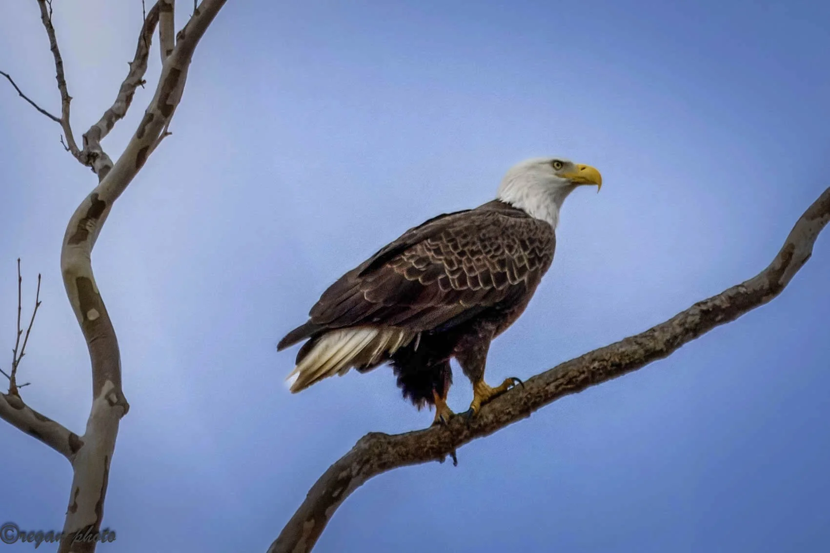 Bald Eagle (14) edit edit.jpg