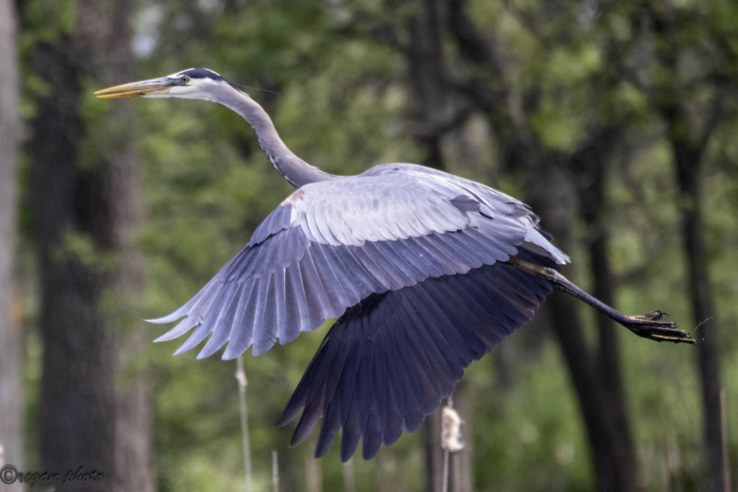 Heron Flying (29) - edit edit.jpg