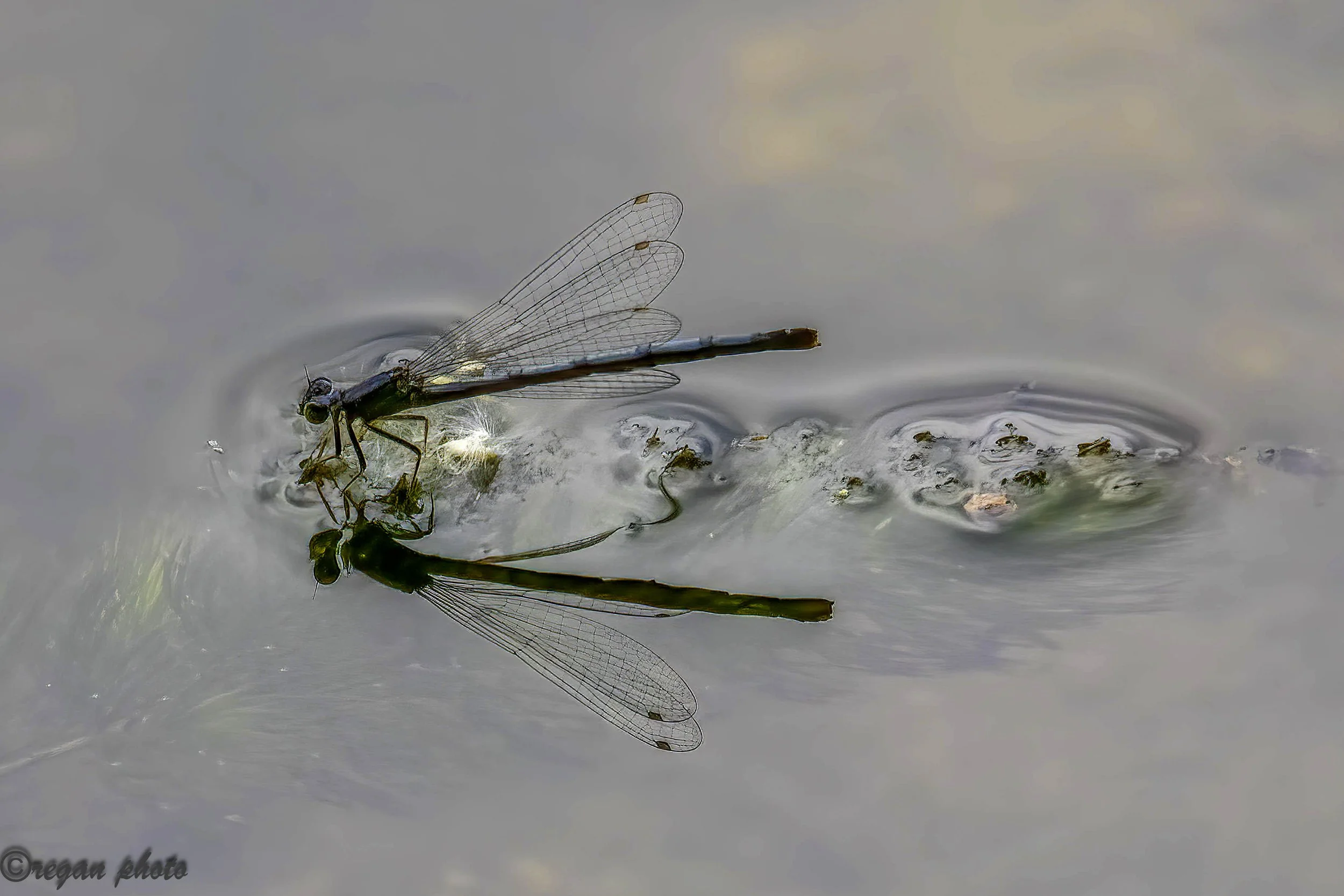 df1 (6)-Edit-Edit edit.jpg