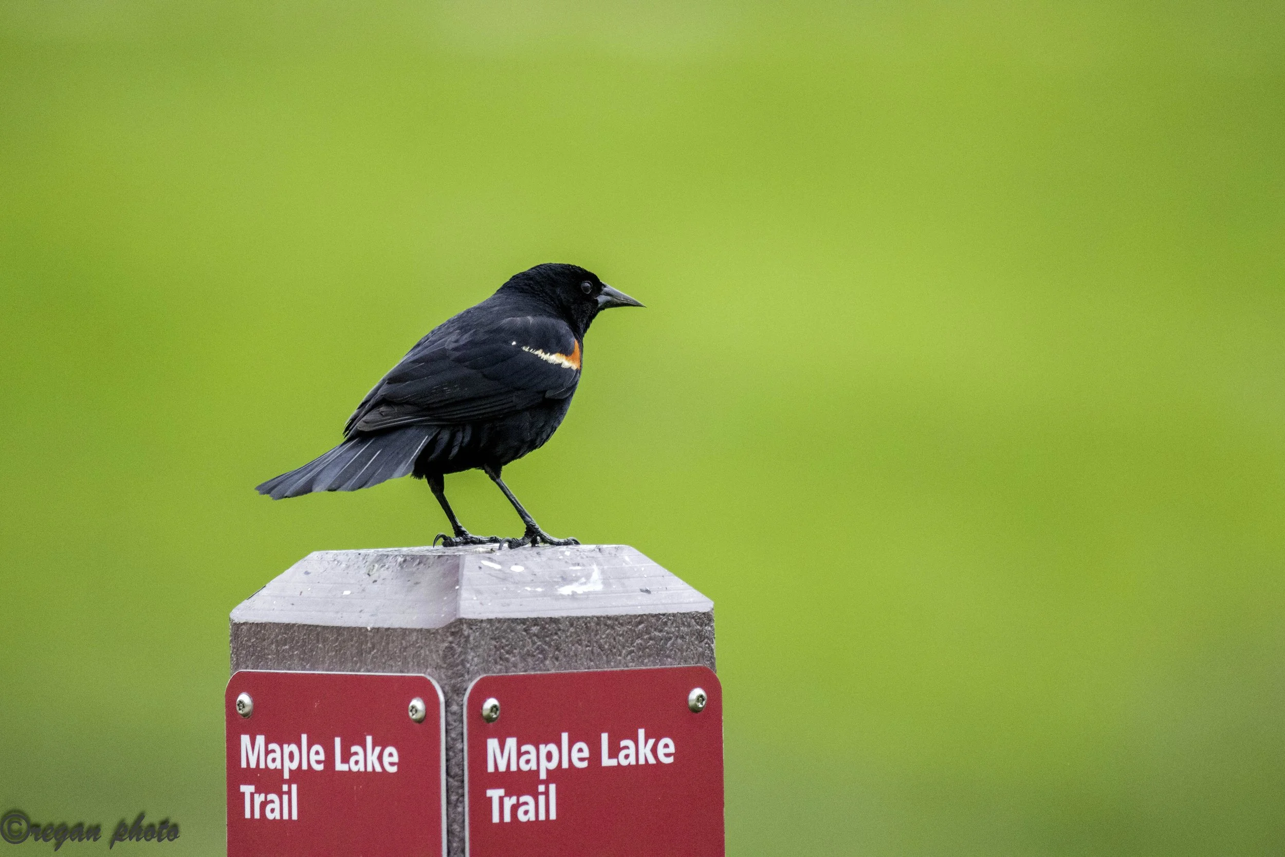 Blackbird (4) - edit edit.jpg