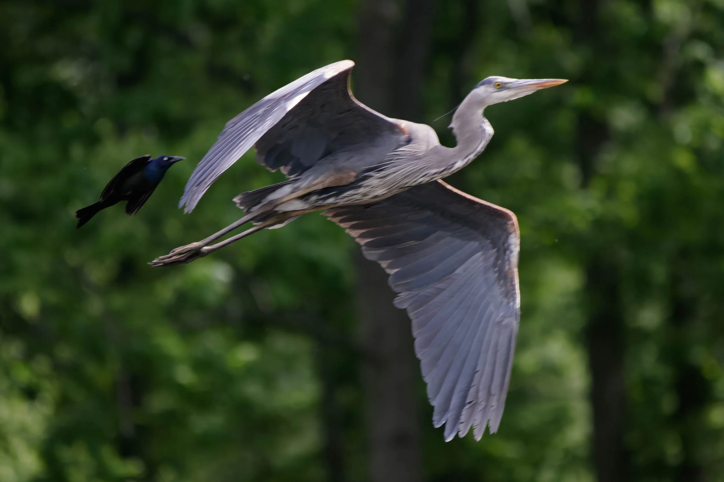 Flying heron-58.jpg