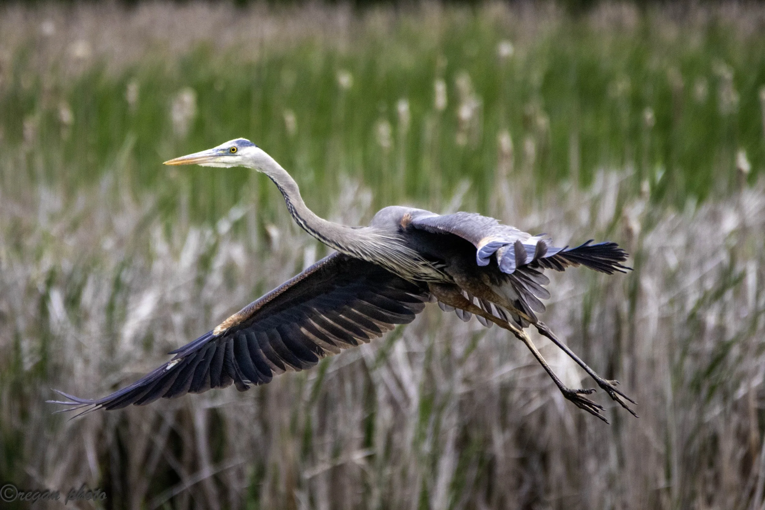 Flying heron-71 edit.jpg