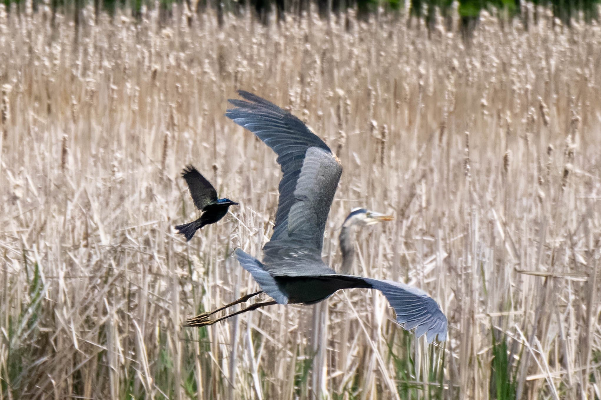 Flying heron-50.jpg