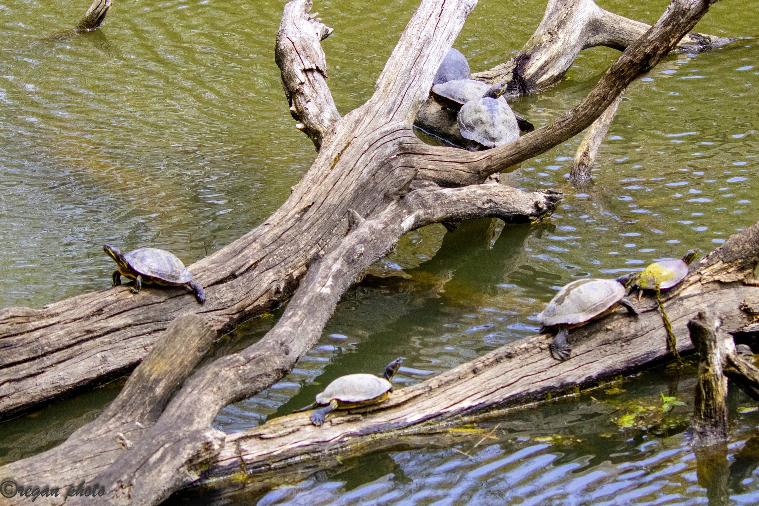 Turtle1 (5) - edit edit.jpg