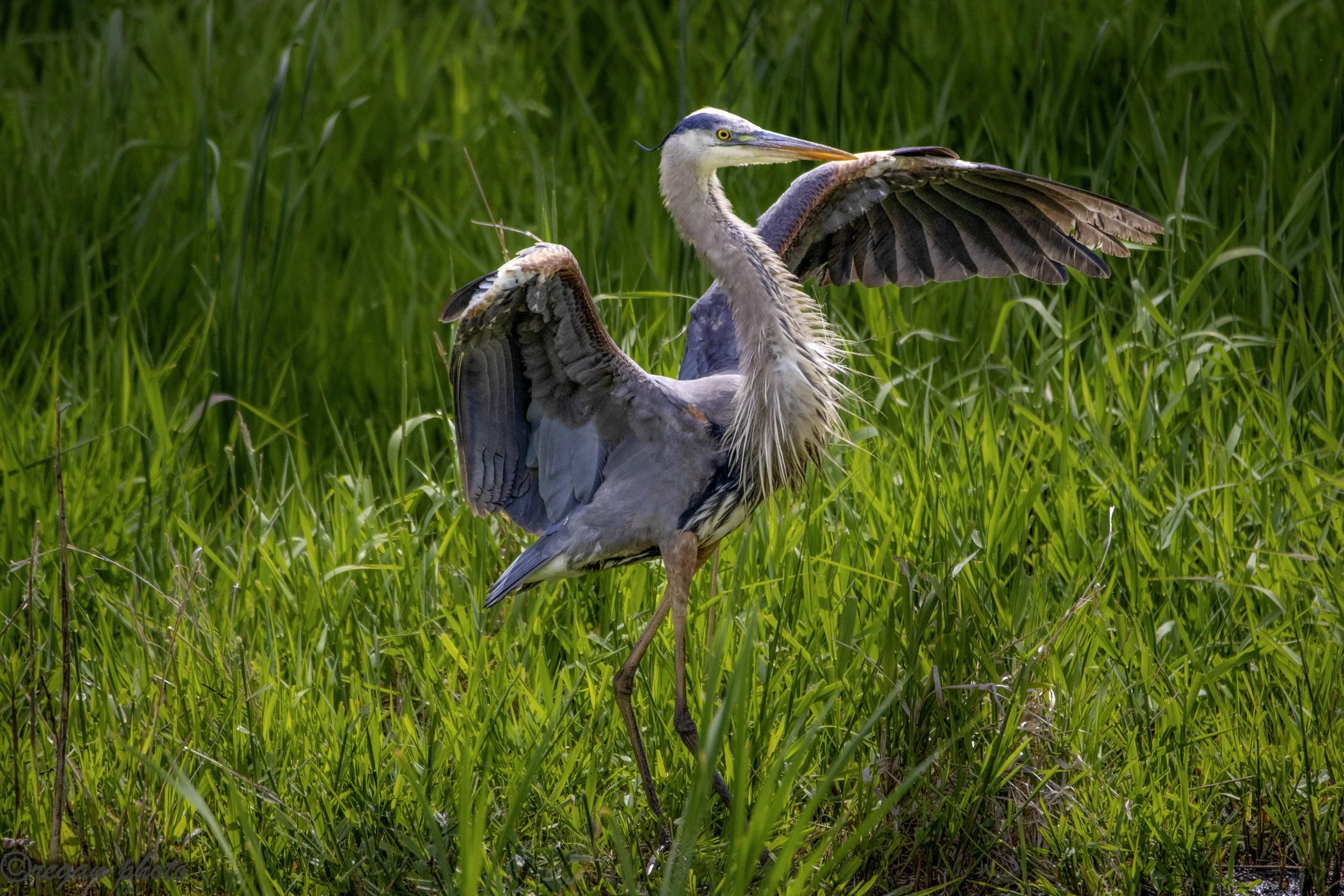Lincoln Marsh 5-27-14 edit.jpg