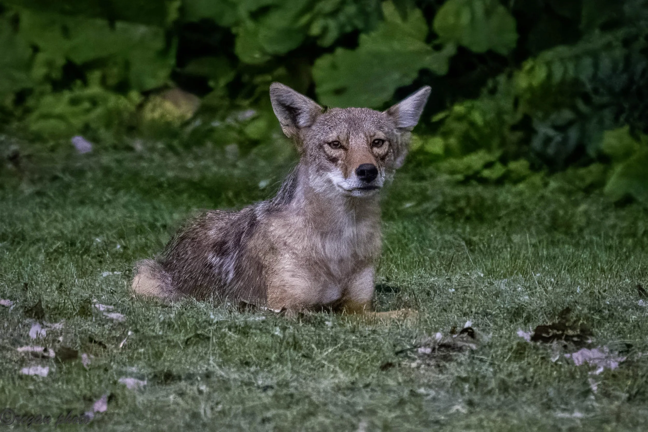 c1 (1) edit edit.jpg