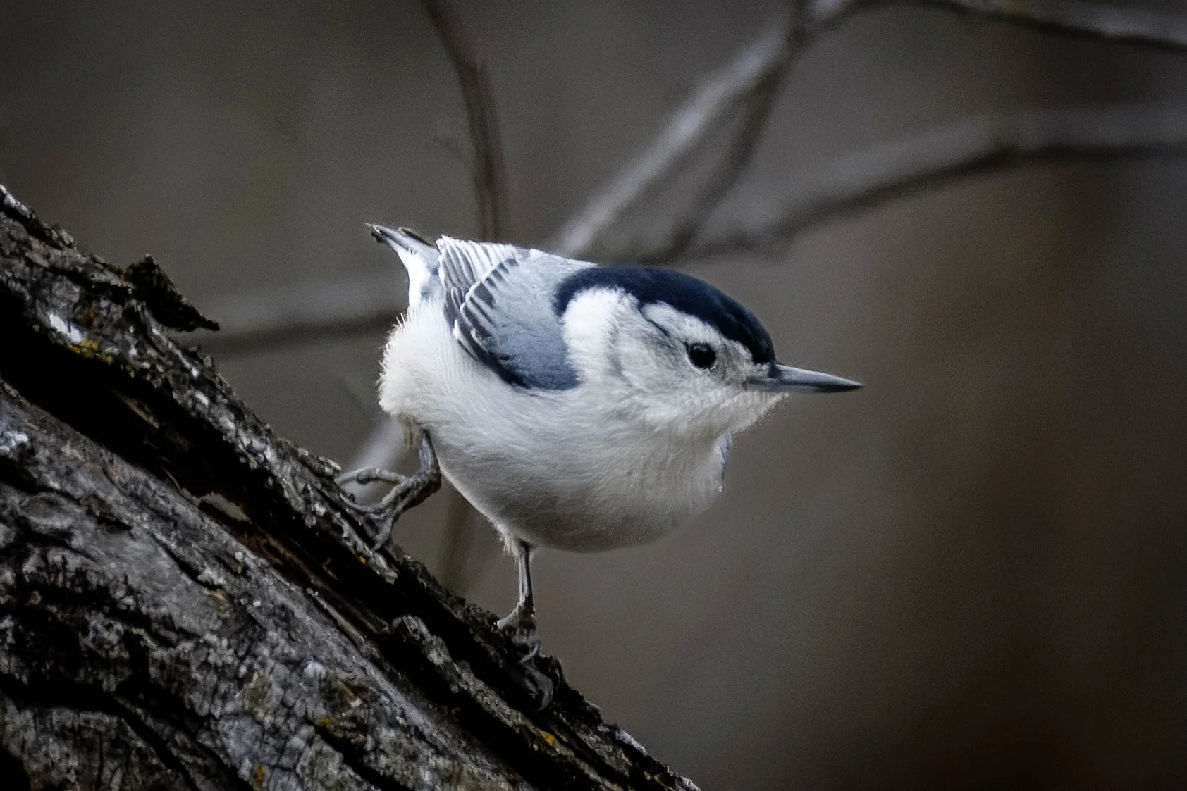 Nuthatch (6) edit.jpg