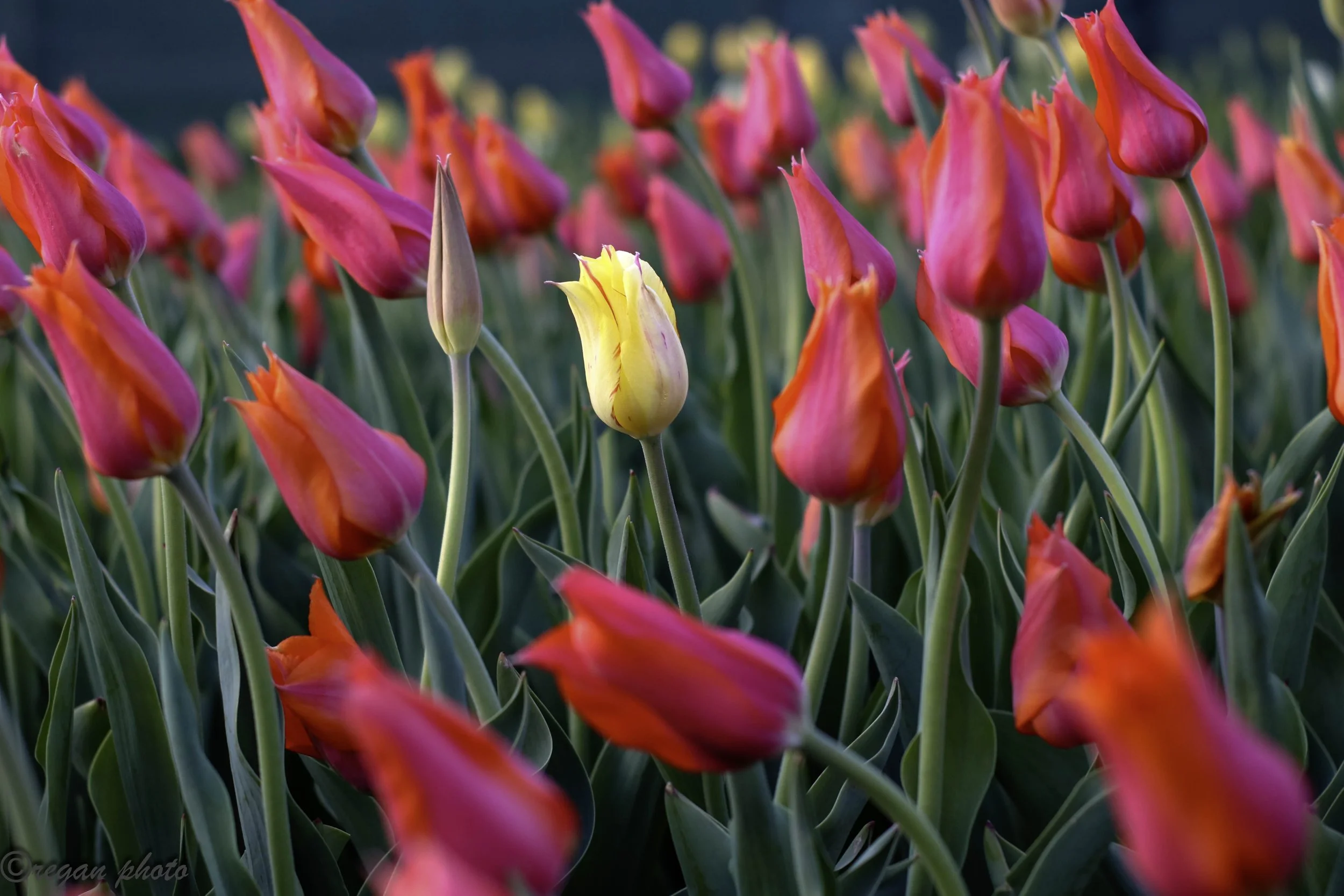 Cantigny (25) edit.jpg