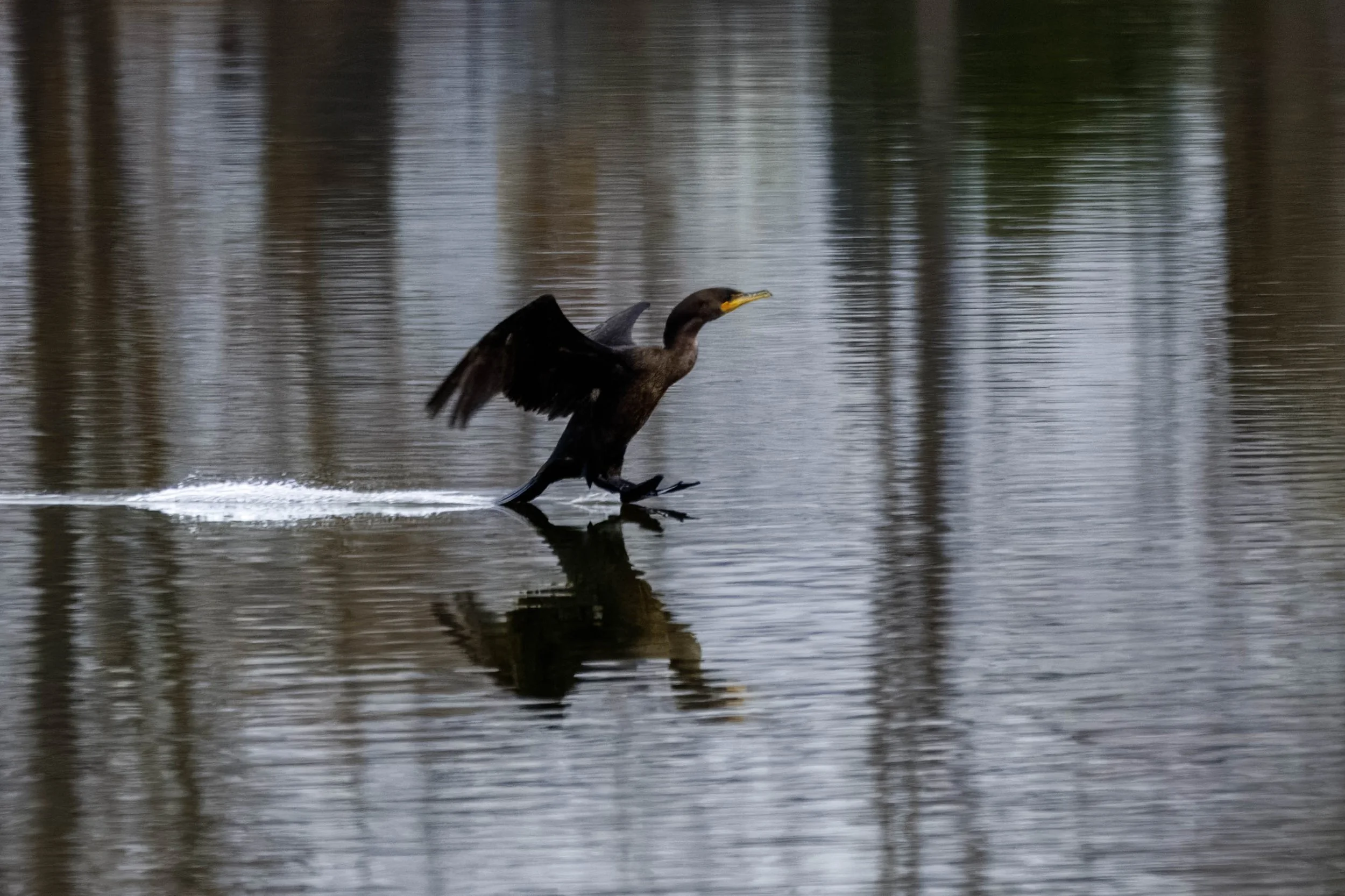 Cormorant Landing (1) edit.jpg