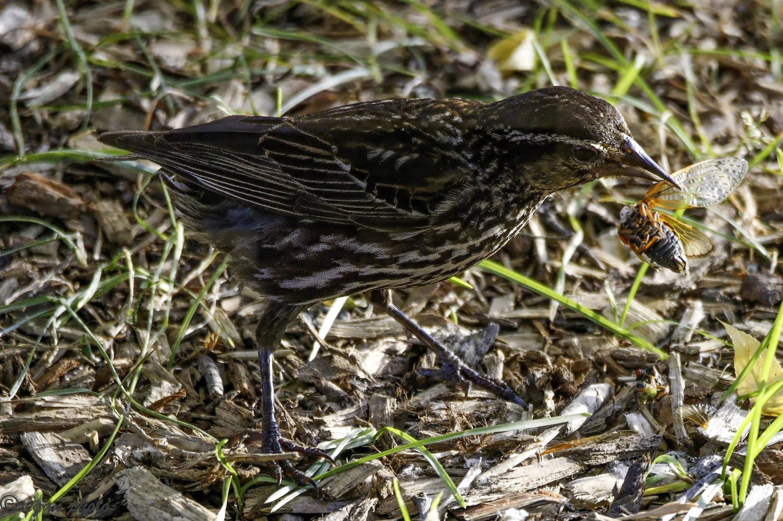 bc (4) edit edit.jpg