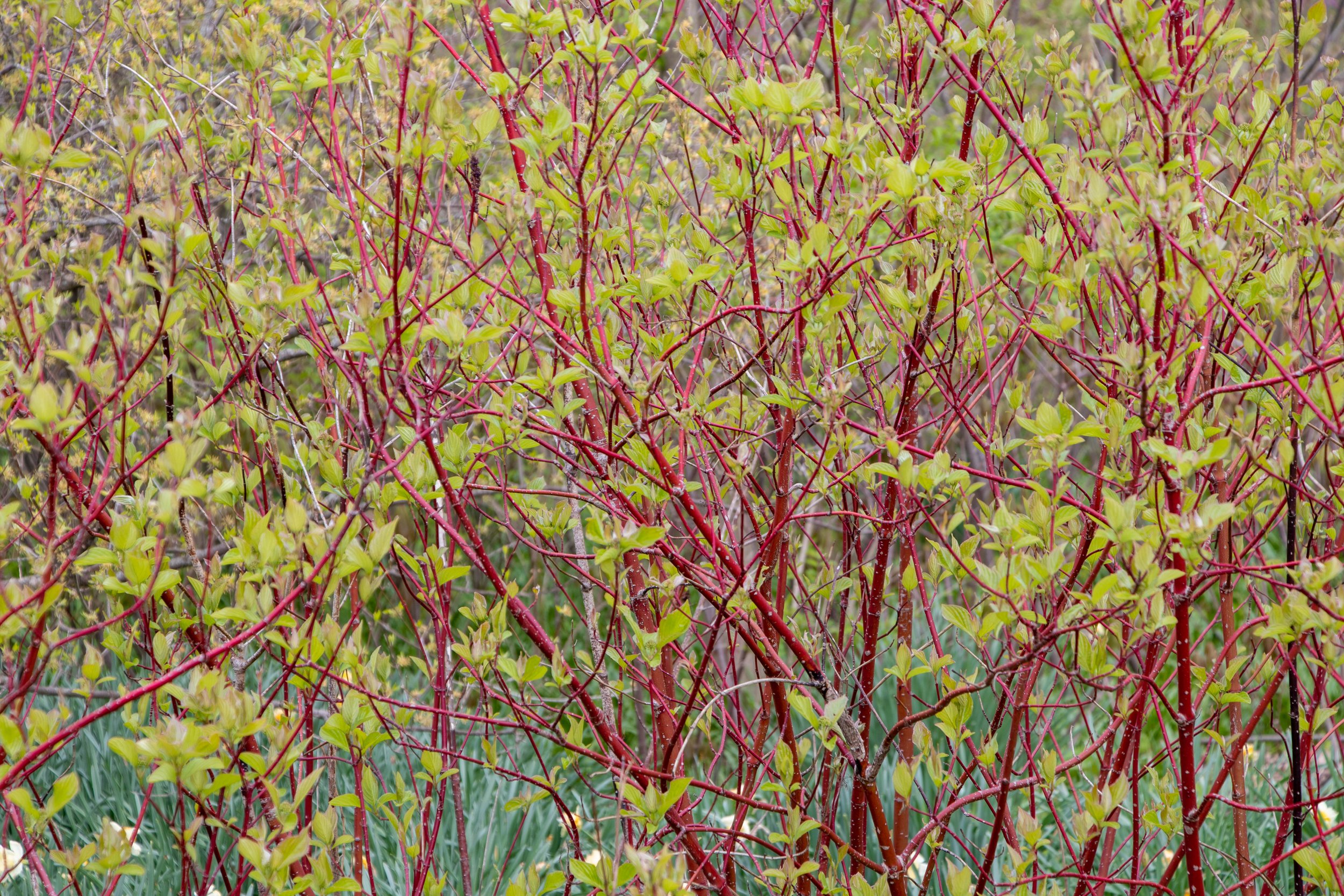 Joy Path 1 (45) - edit.jpg