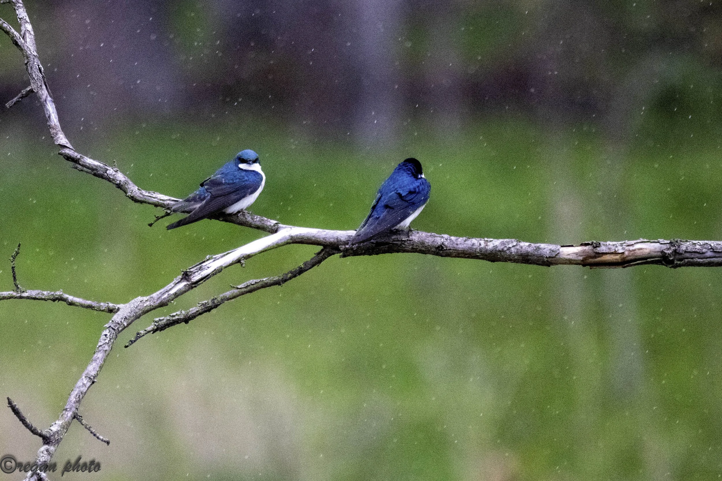 Bird8 (14) - edit edit.jpg