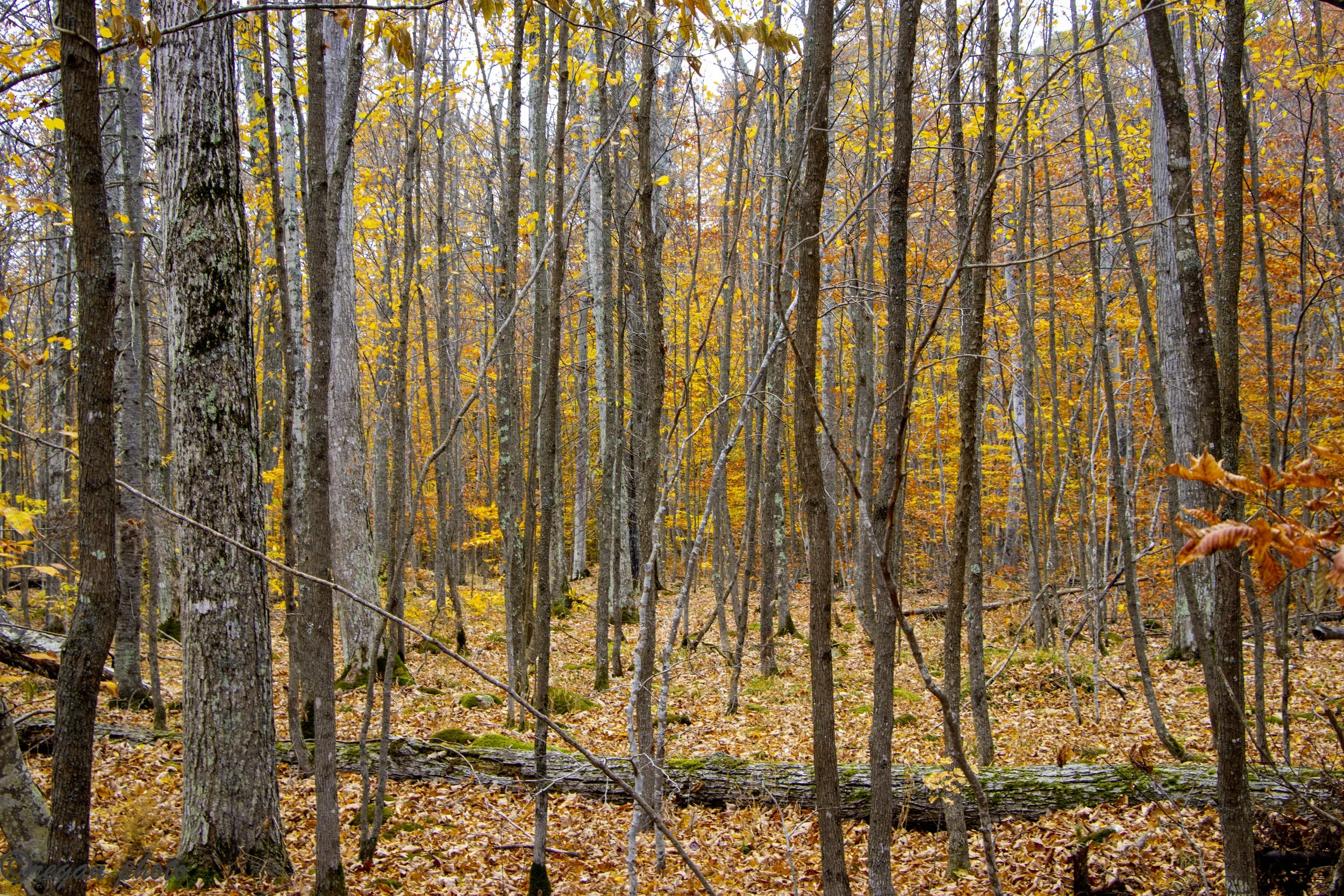 Richter Preserve (3) edit.jpg