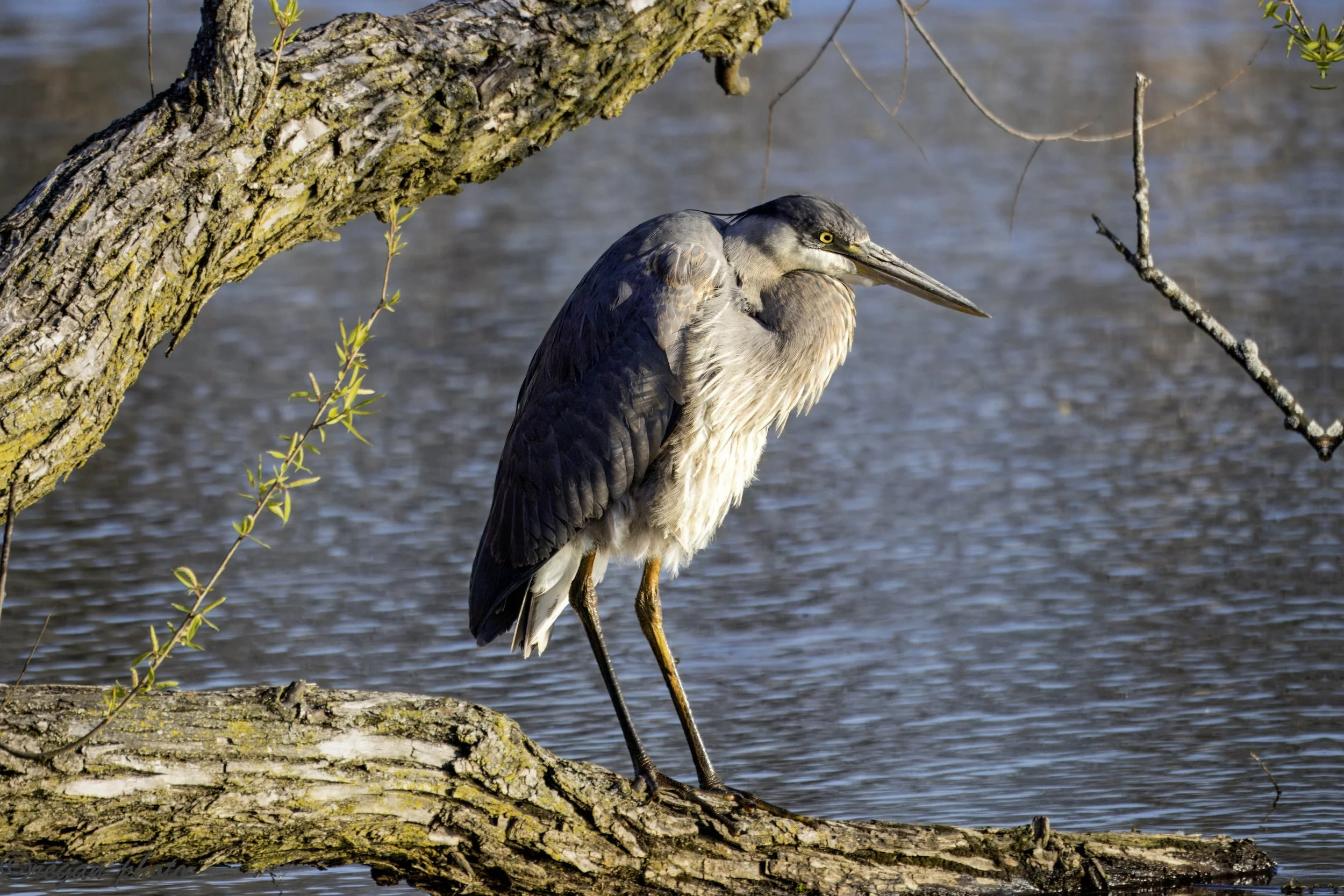 Heron 2 (9) edit.jpg