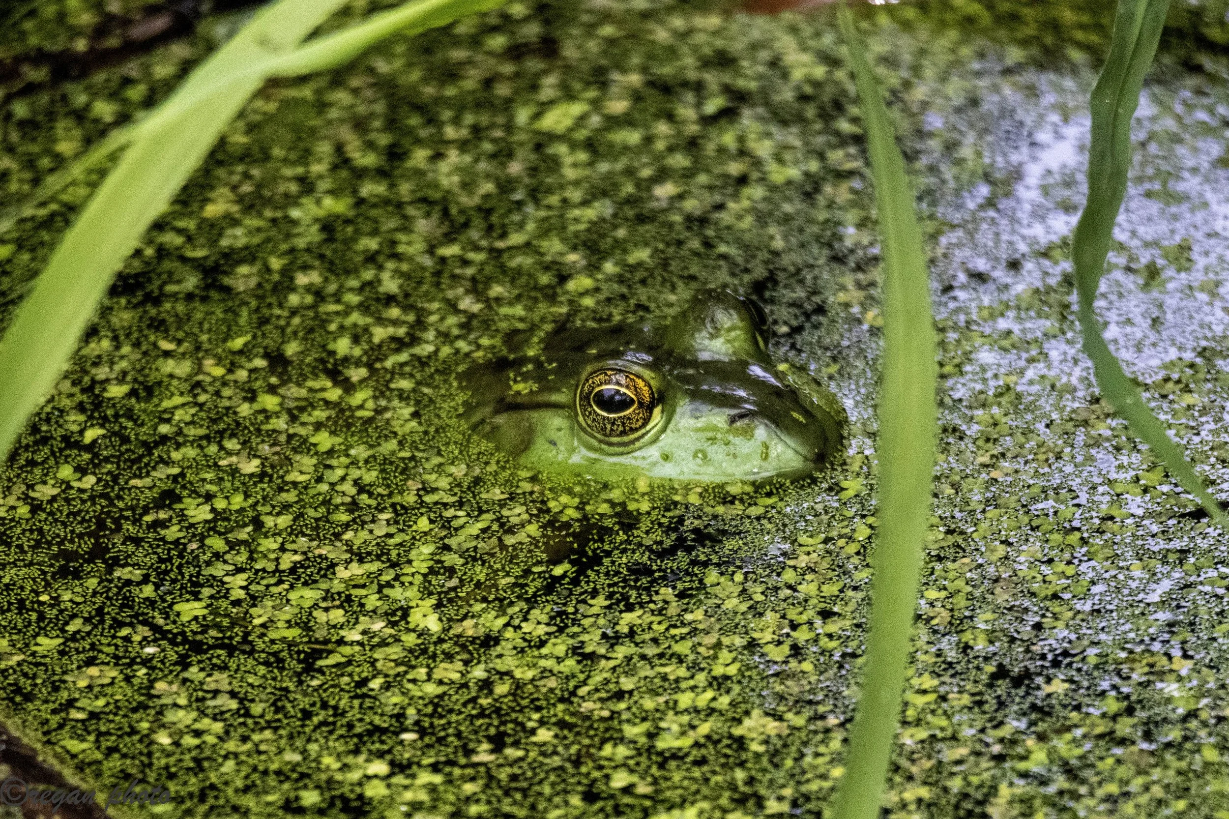 Lincoln Marsh 5-27-21 edit.jpg