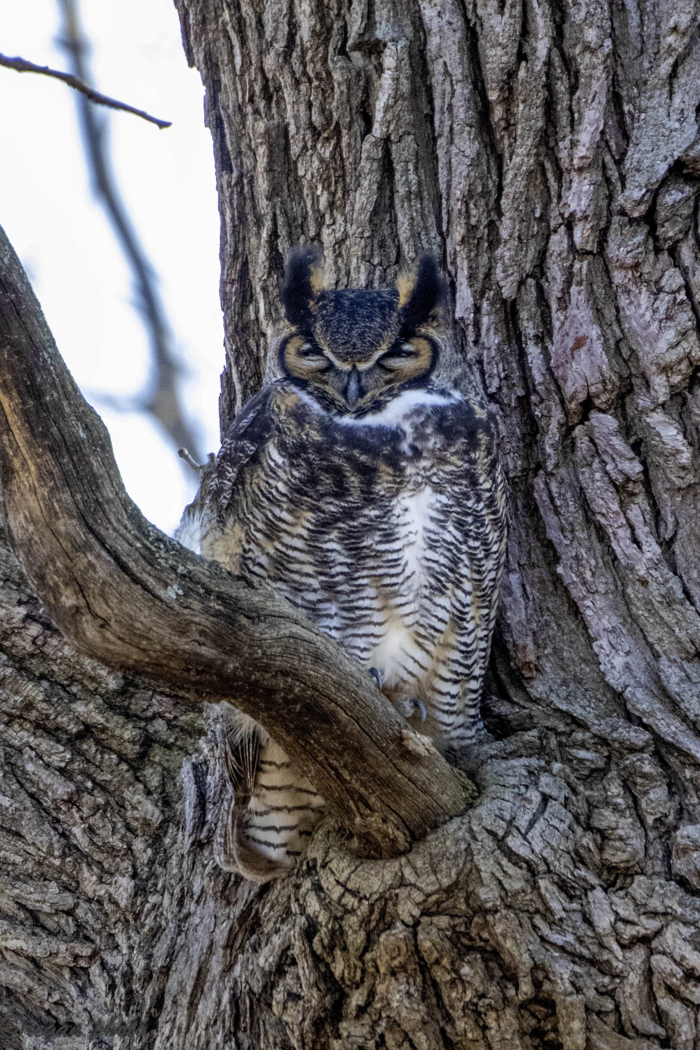 Horned Owl (87) - edit edit.jpg