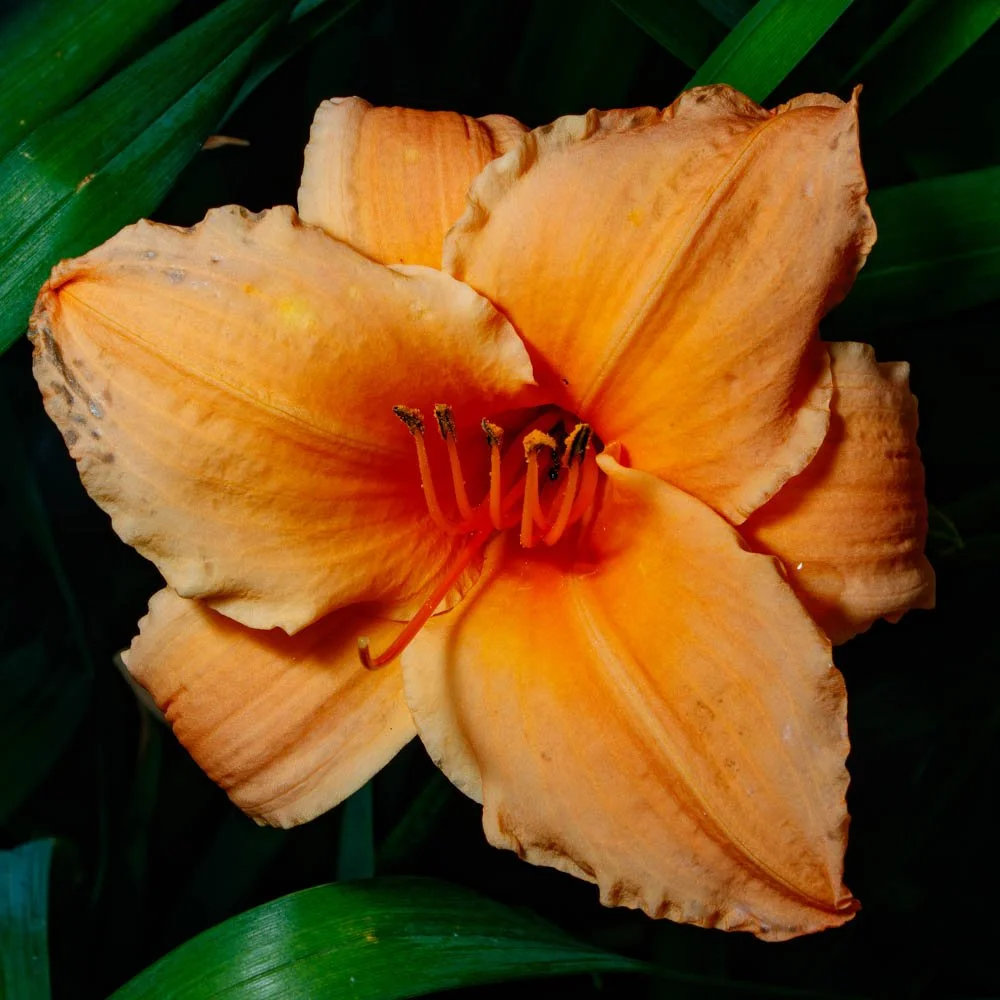 Nicholas Conservatory Rockford (37).jpg