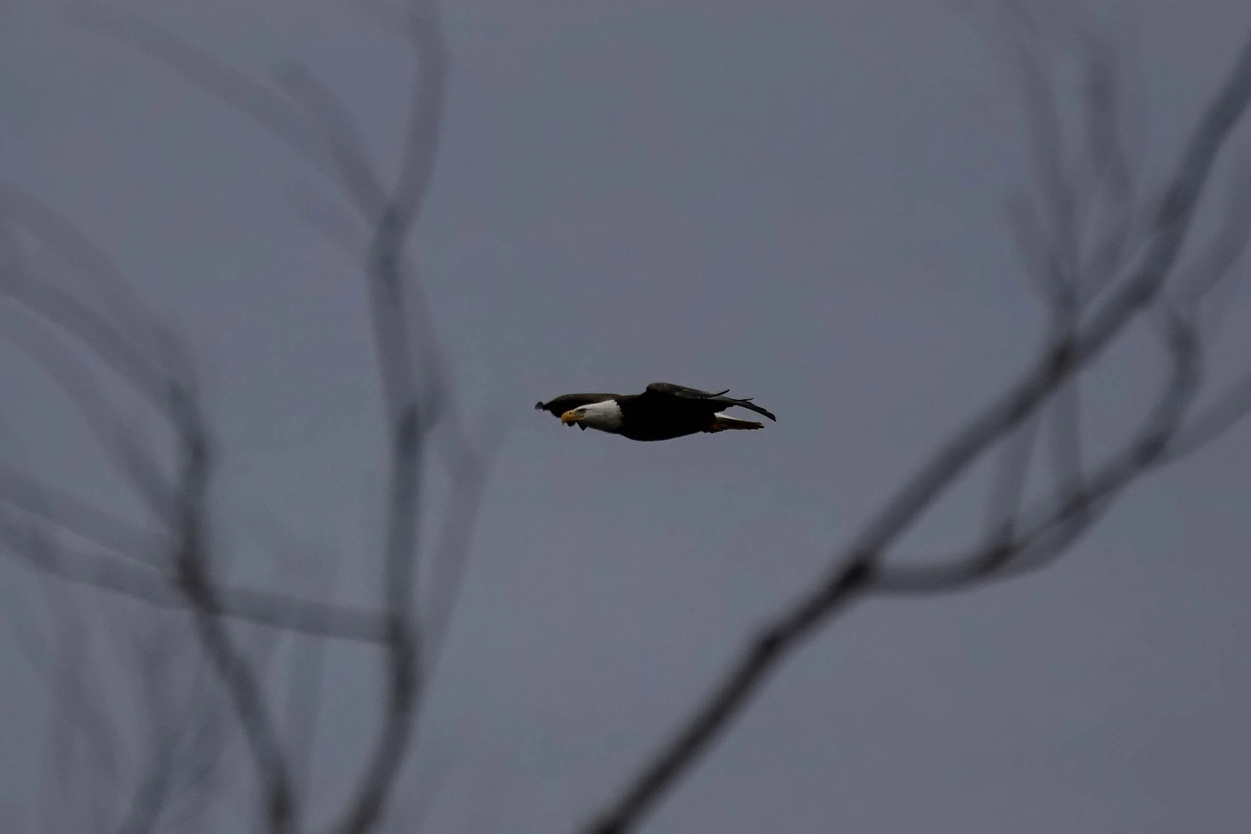 Bald Eagle (2) edit.jpg