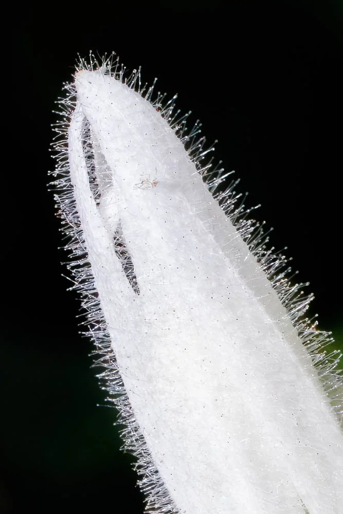 Nicholas Conservatory Rockford (15).jpg