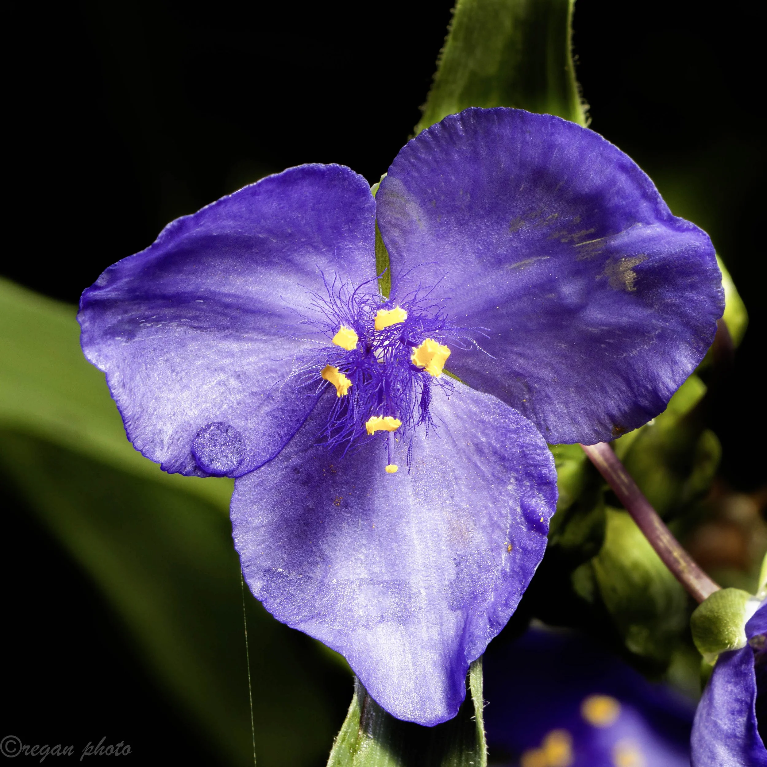 rotary (21) edit edit.jpg