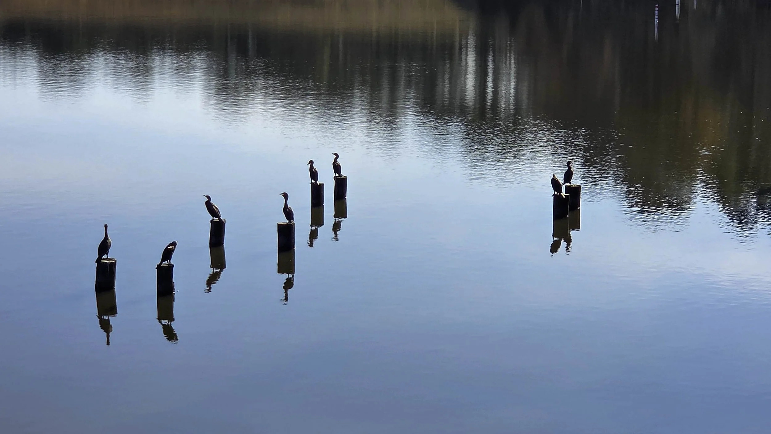 Cormorant (5) edit.jpg