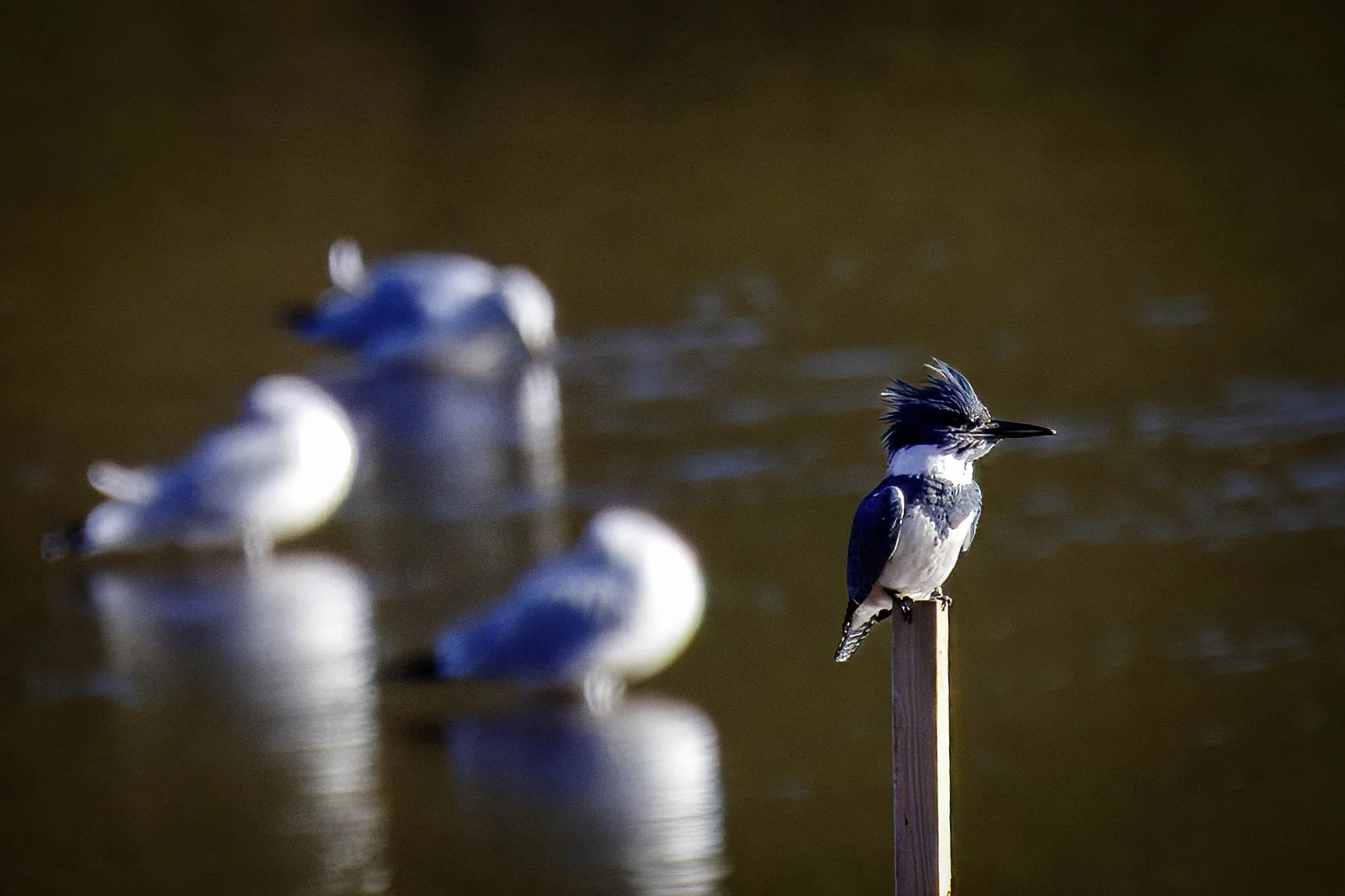 Kingfisher (1) edit.jpg