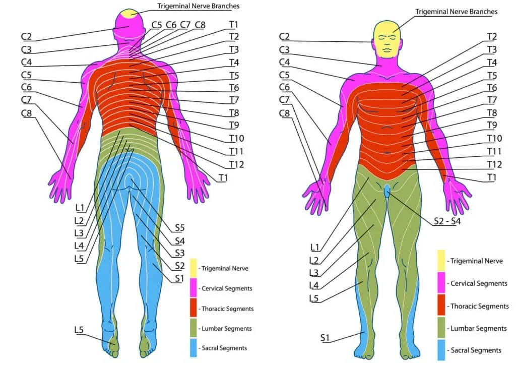Disc Herniation and Leg Pain: What Dermatomes and Myotomes Tell You