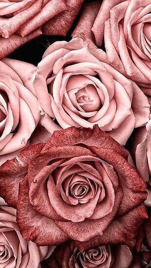 Sisterhood of the Rose