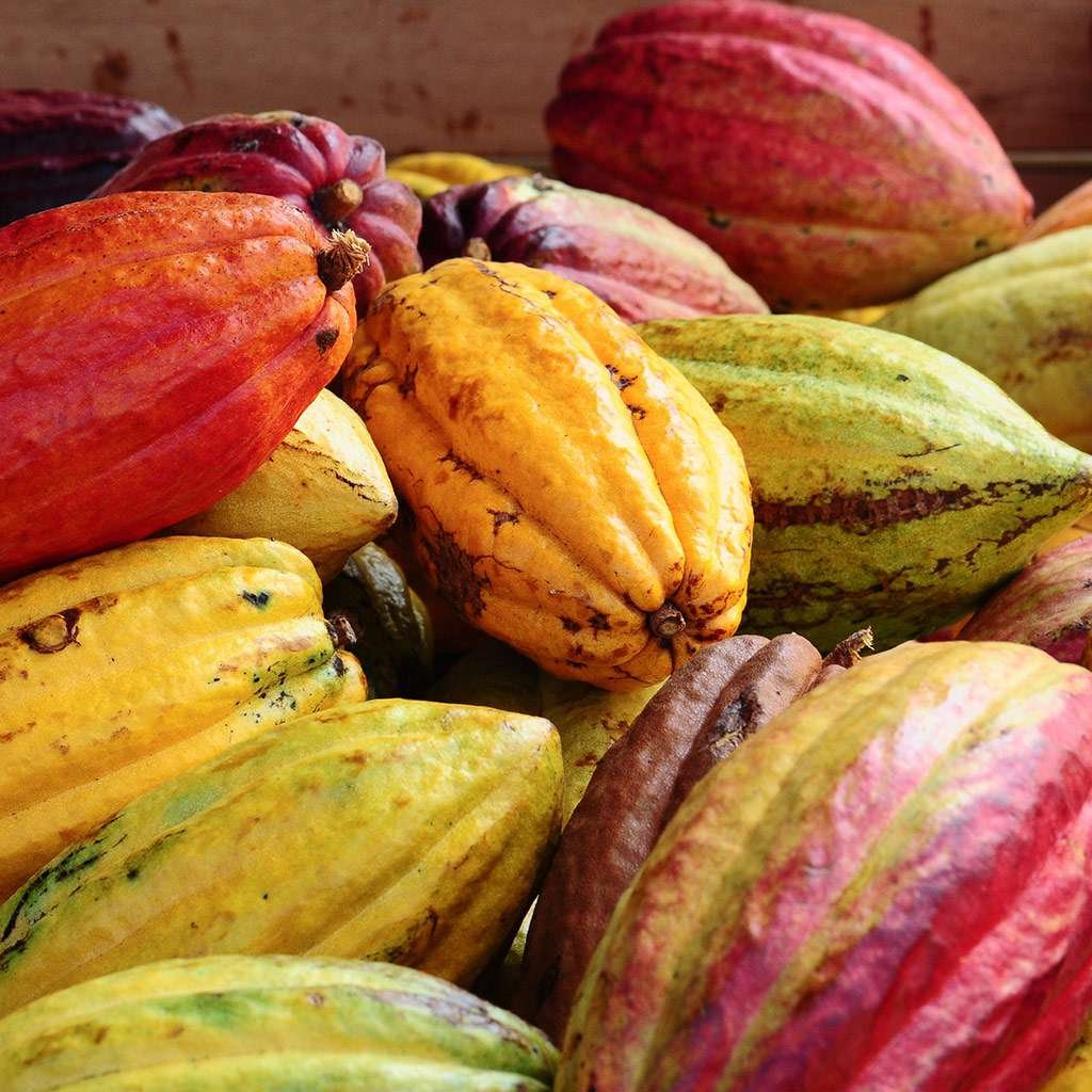 fwx-cacao-pods-b839372275c74f11b0b4469814445fcb - Copy.jpg