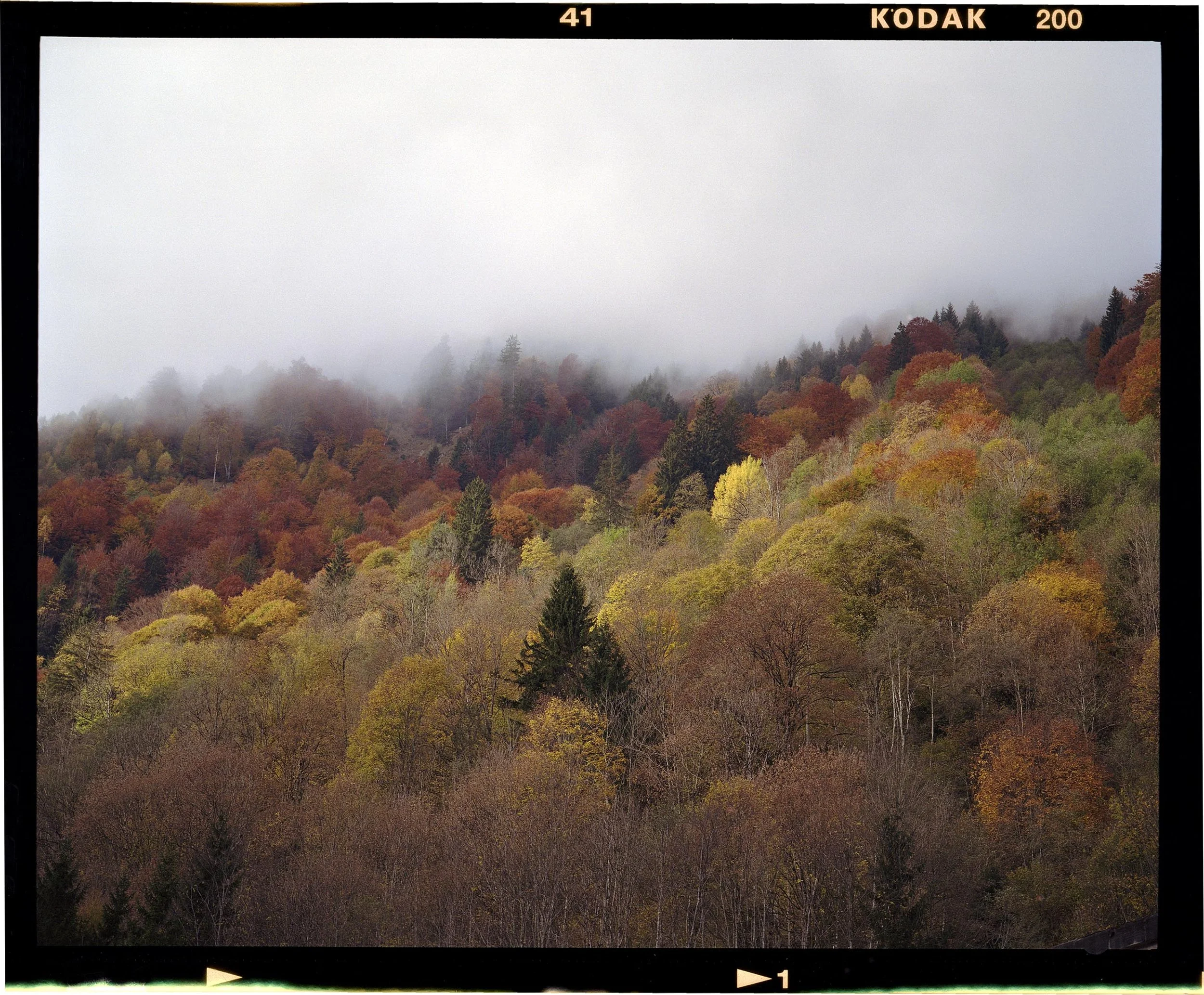 Zell_Gold (1).jpg
