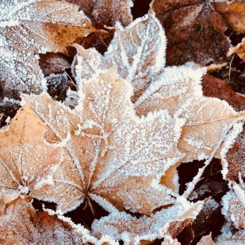 Beautiful frosty morning,nature doing it&rsquo;s thing#frost#nature#frostymornings