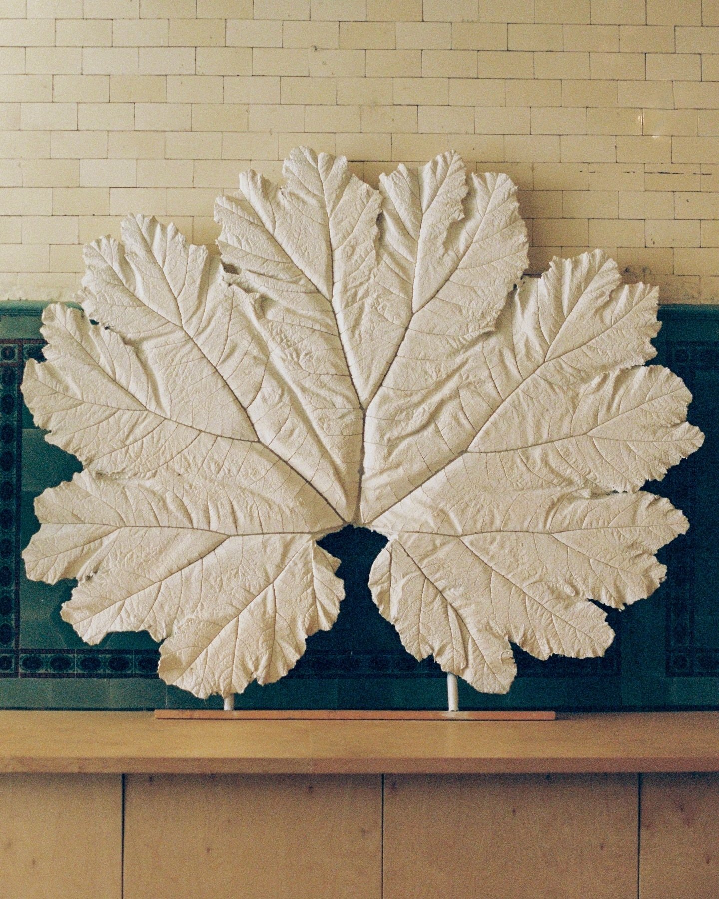 This magnificent, one of a kind, 2 meter wide plaster Gunnera Leaf is for sale. Pop us an email for enquiries or for a viewing in Mayfair, London - studio@jesswheeler.con