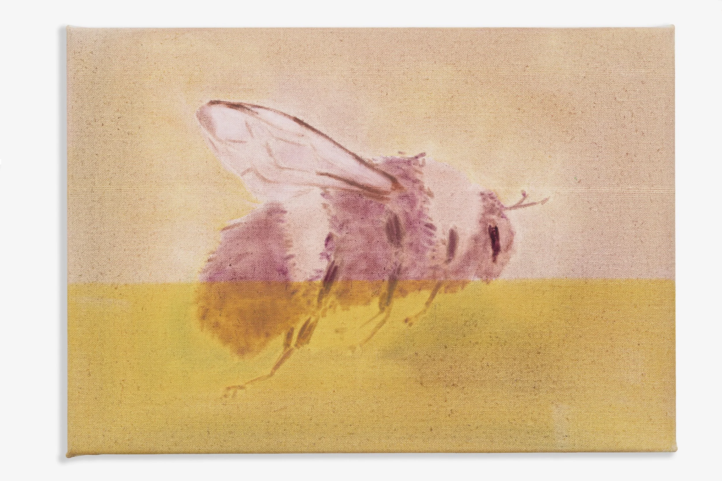 Honeybee, 2026, Oil on canvas, 35 x 50cm