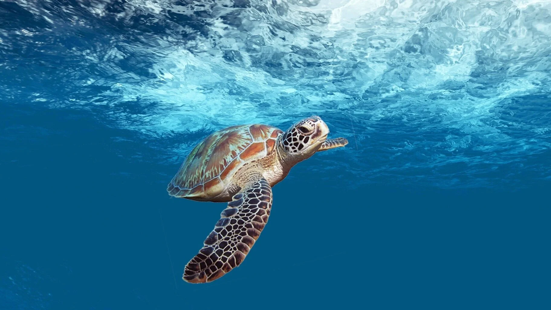 turtle-4032570.jpg