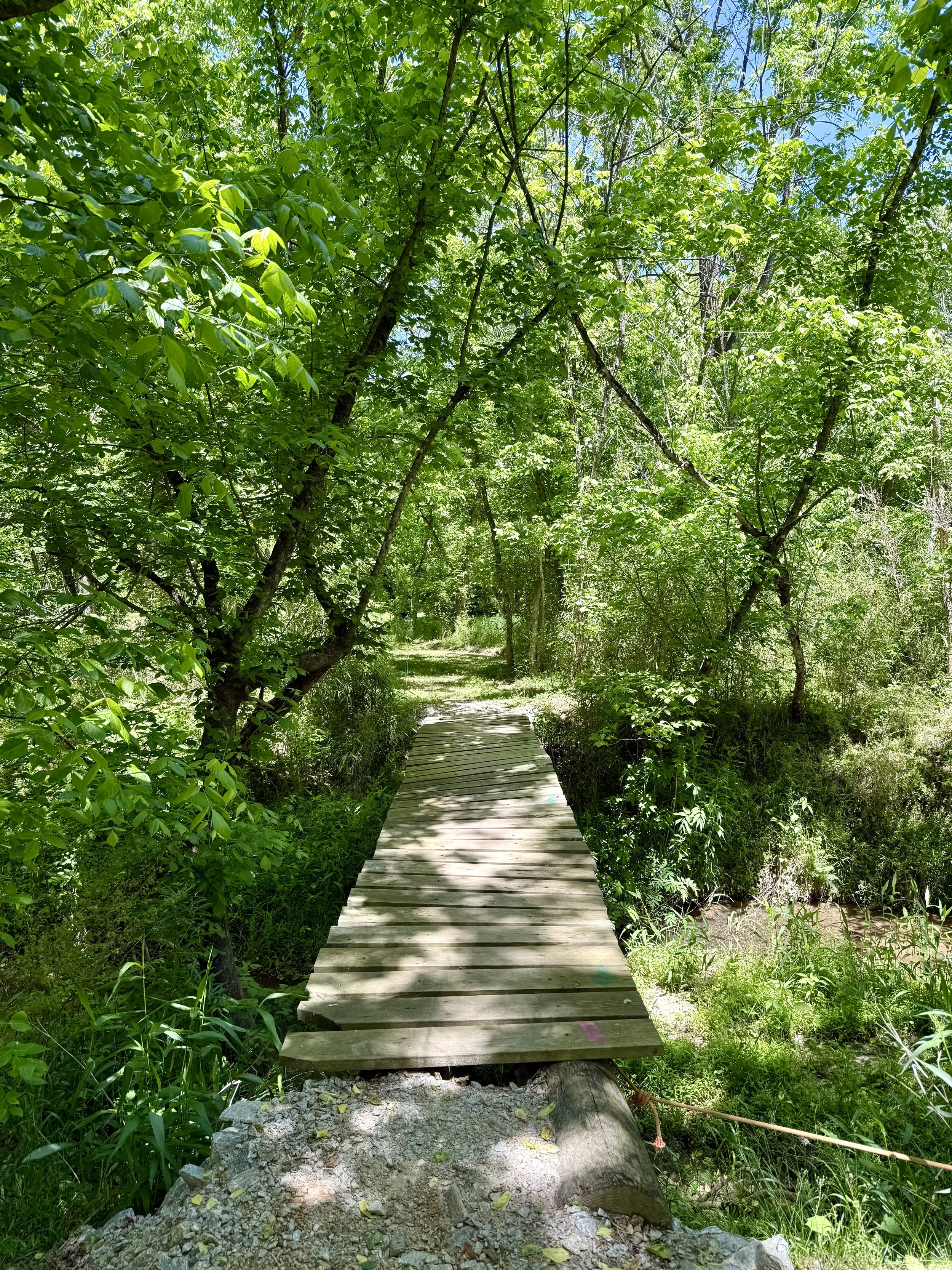 bridge.jpeg