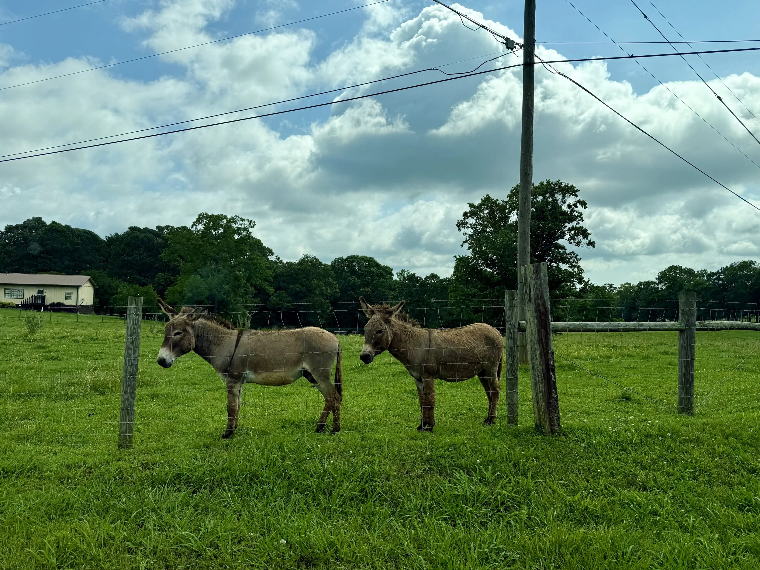 donkeys.jpeg
