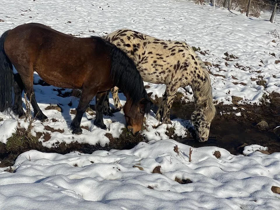Trinken wie es Natur für die Pferde vorsieht