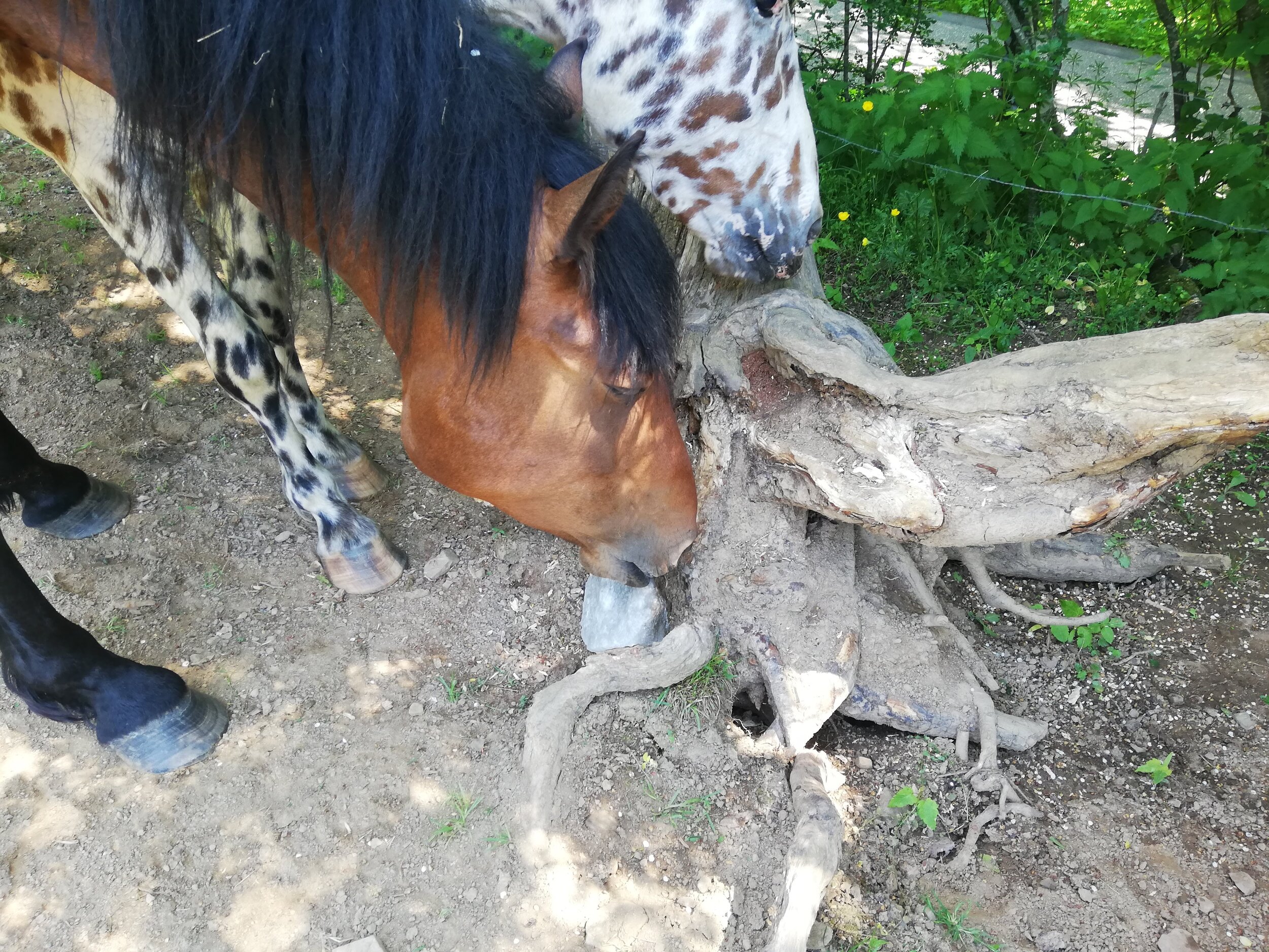 Salz das weisse Gold