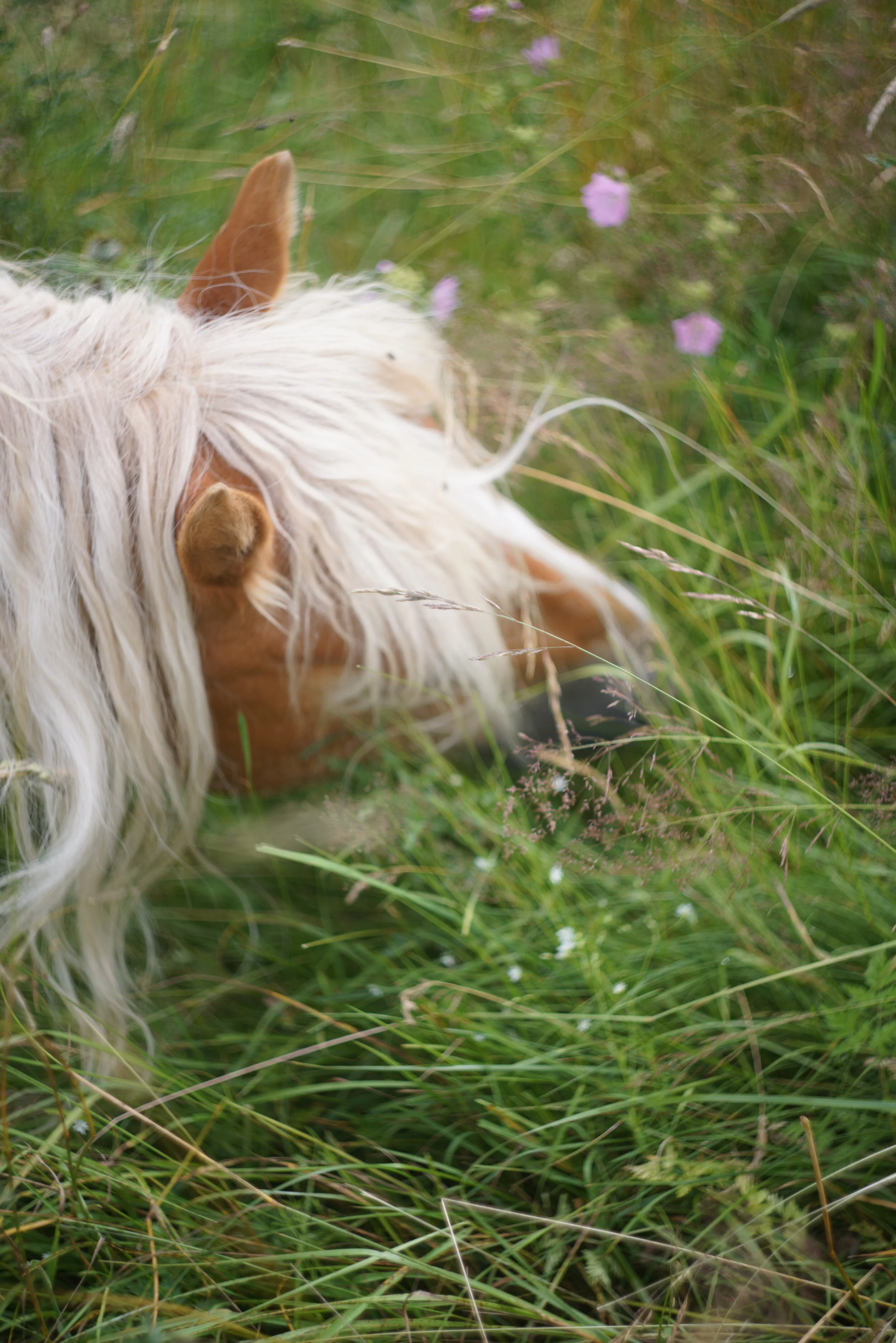 Vielfalt auf der Pferdewiese