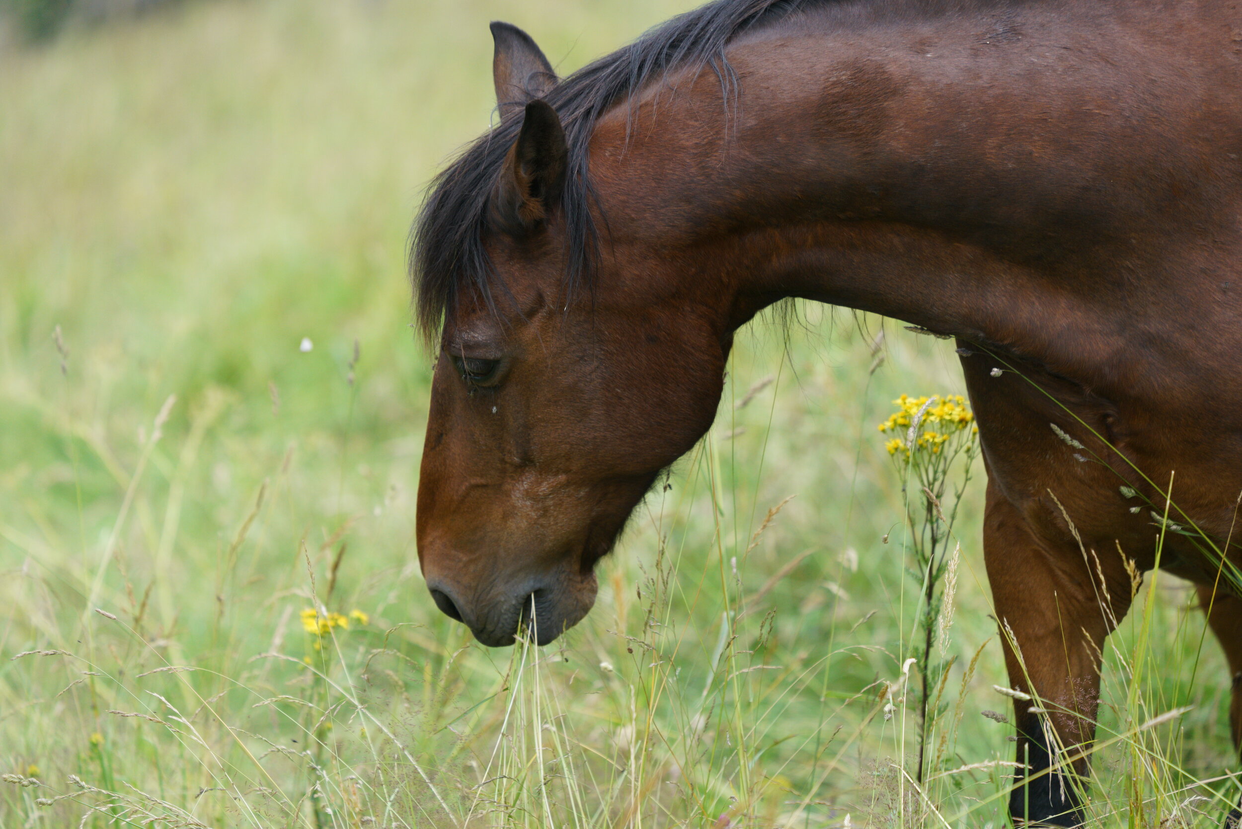 Vielfalt auf der Wiese ist wie Vielfalt im Leben