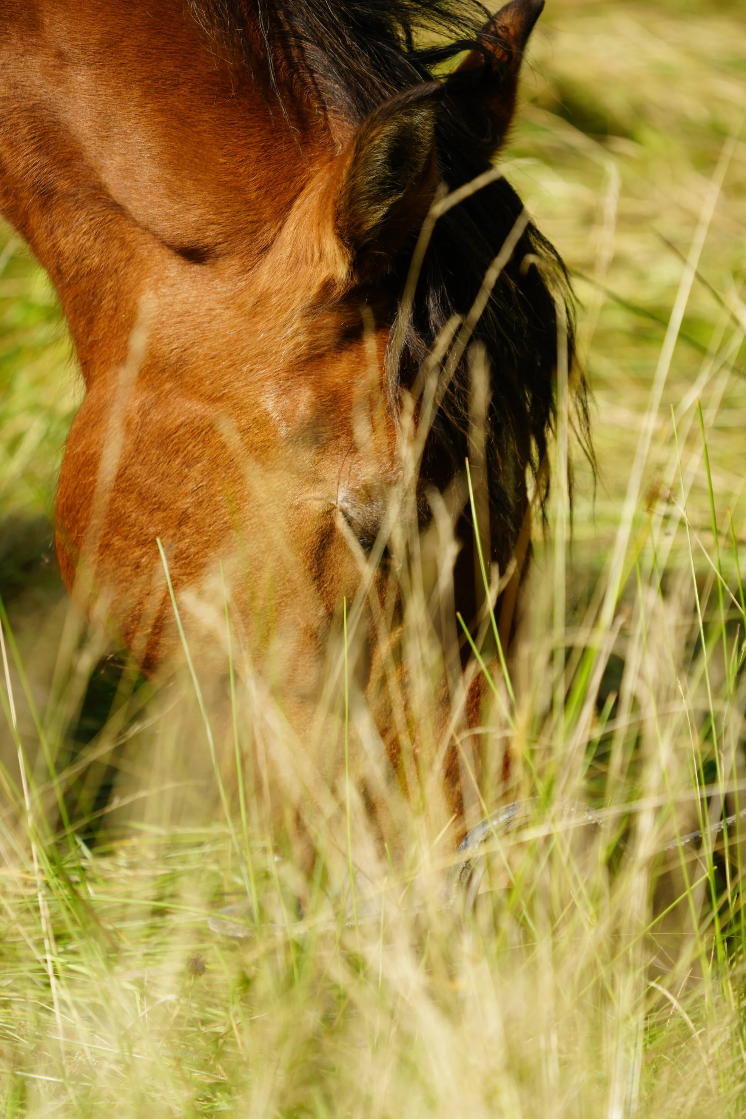 Vielfalt auf der Wiese, Voraussetzung für Selbstbestimmung