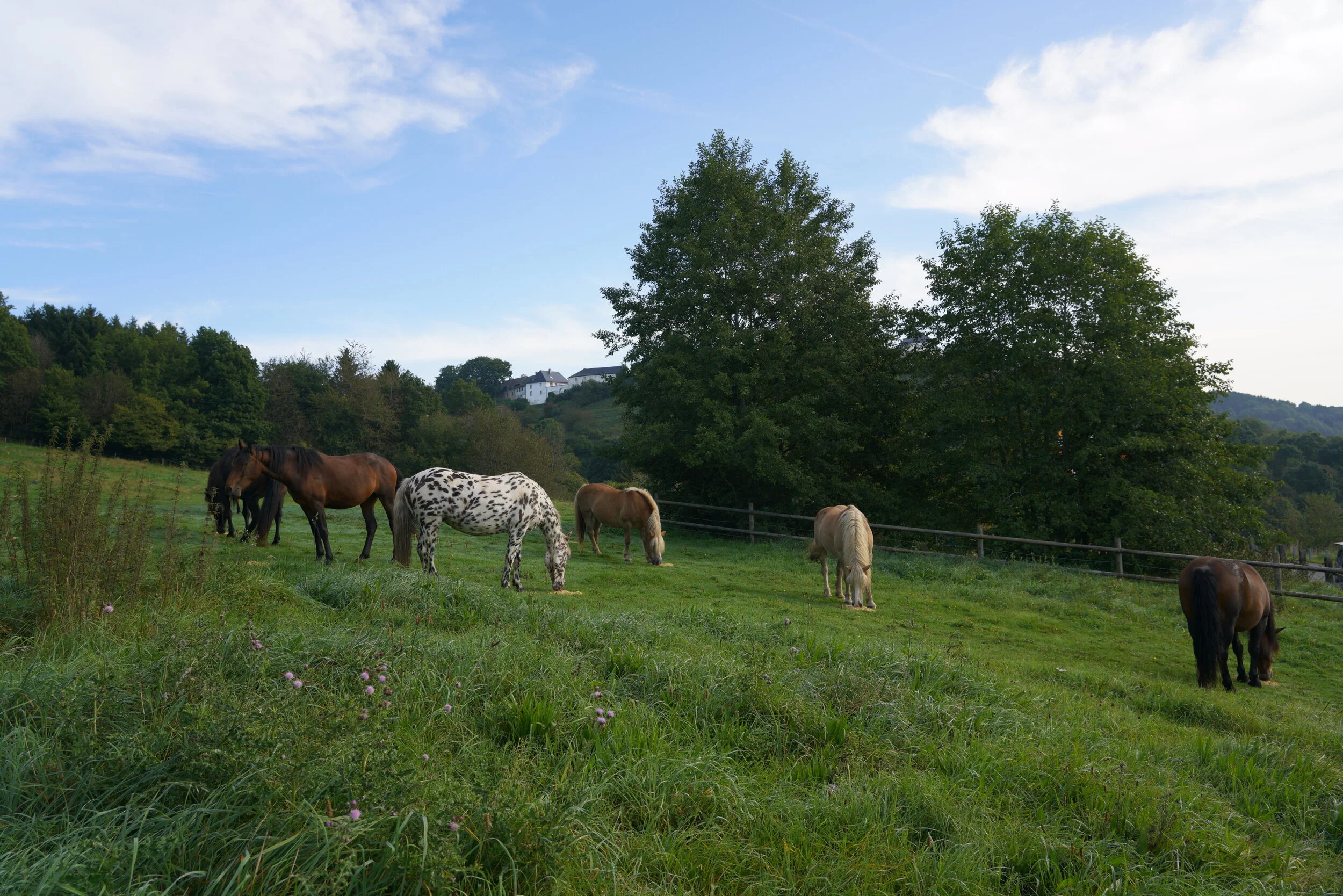 Kein Pferd muss vom Mensch bewegt werden