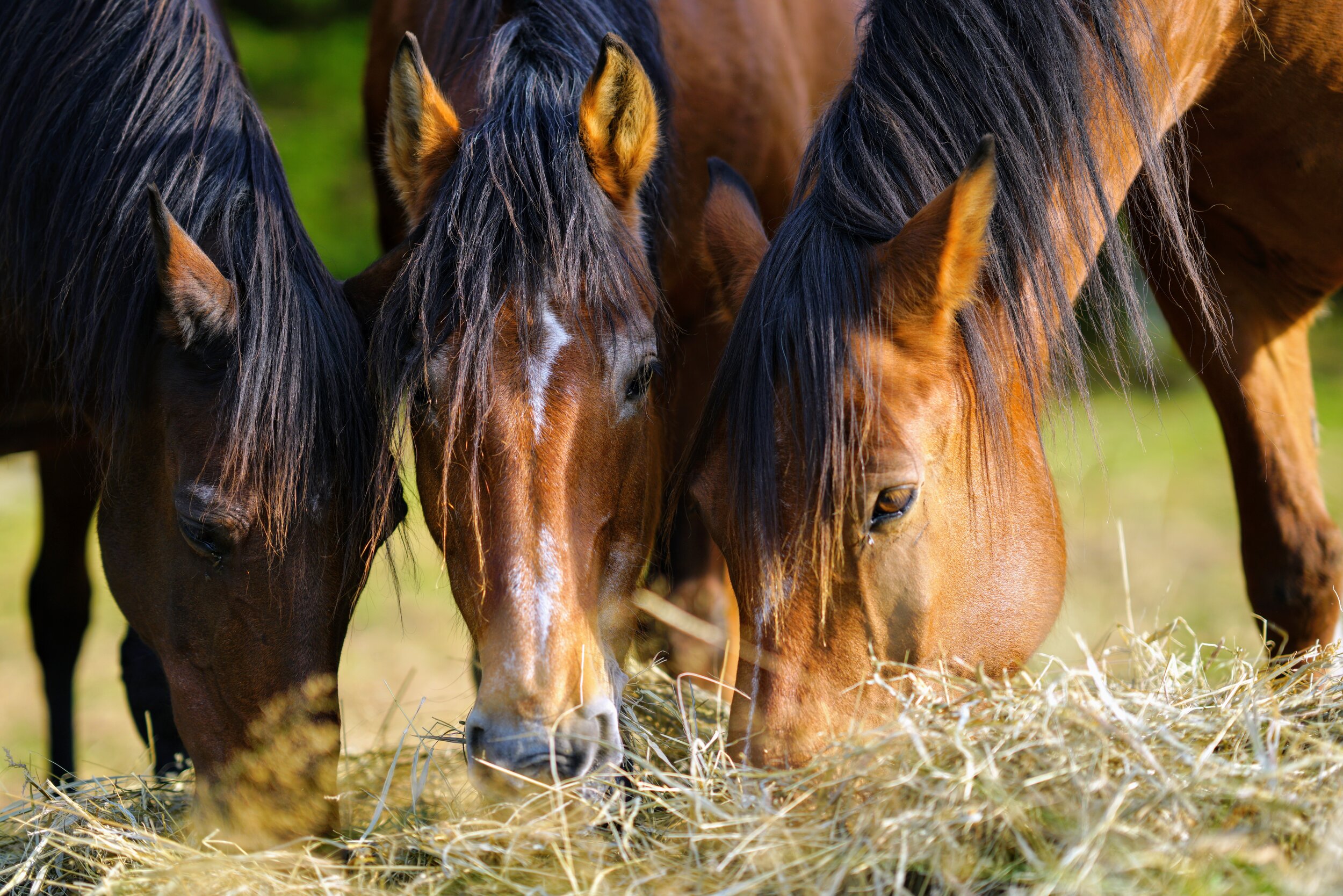 Essenz unser aller sein