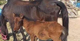 Artvin Pferderettung