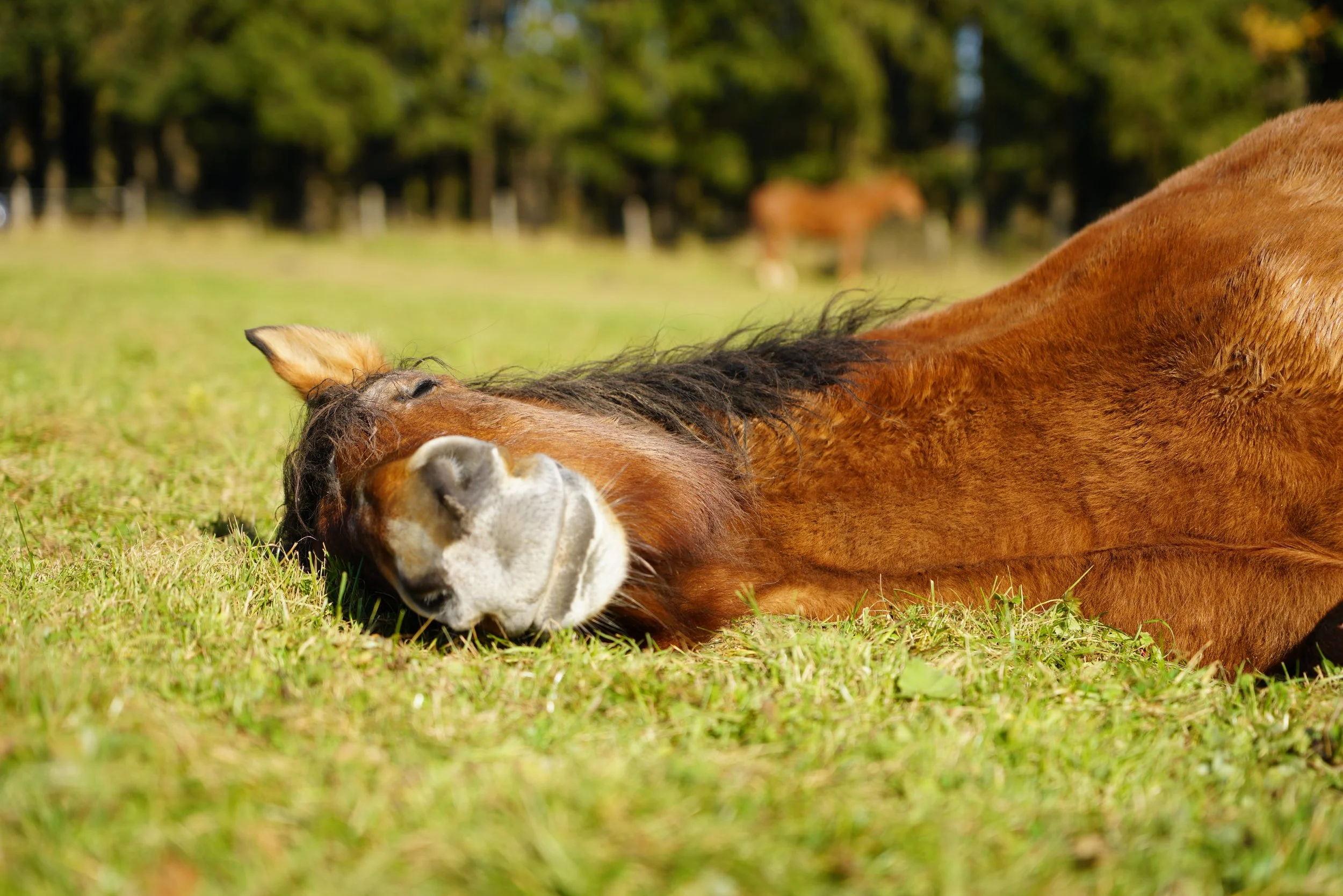 Wenn Pferde träumen